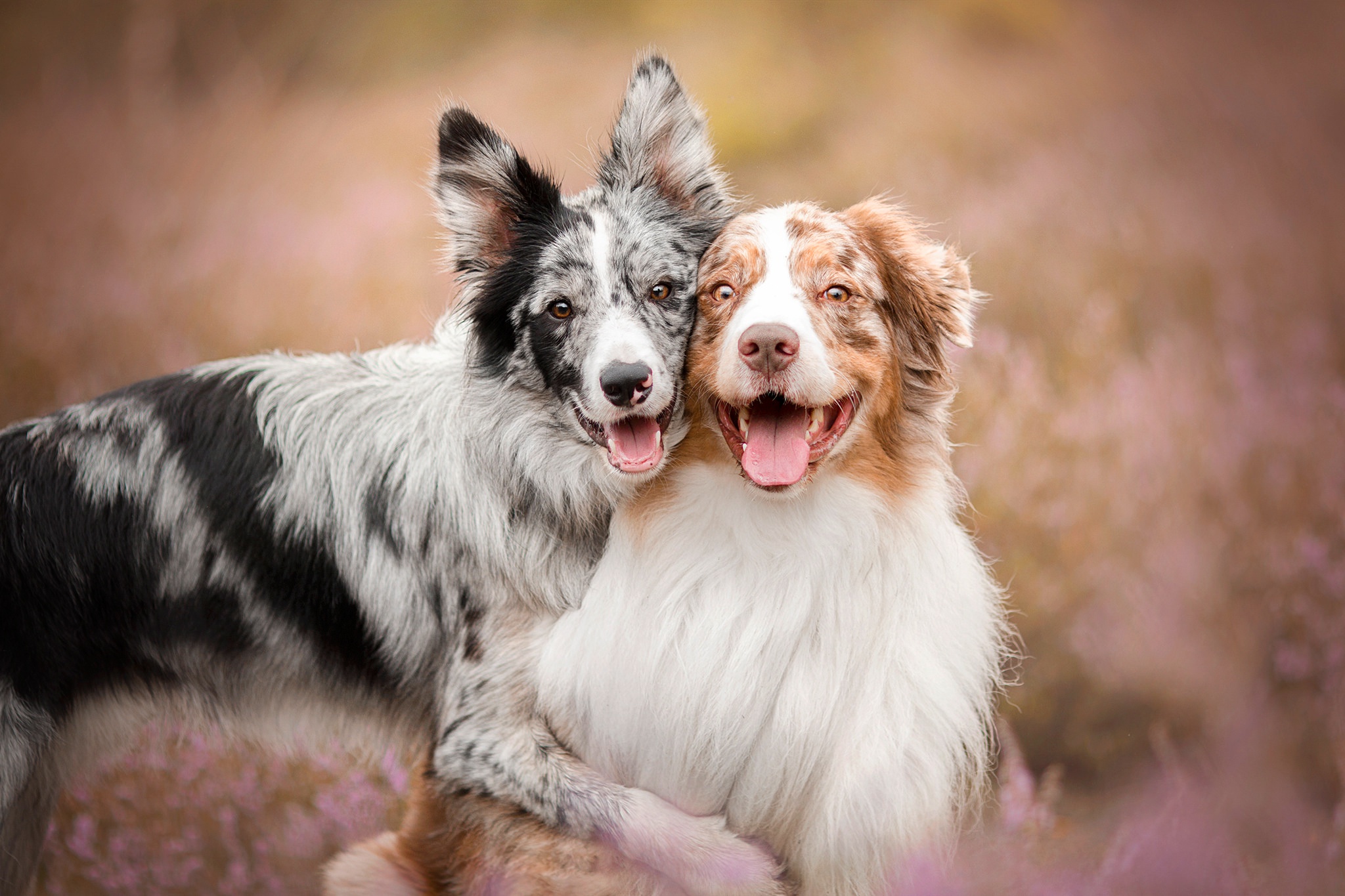 Free download wallpaper Dogs, Dog, Animal, Australian Shepherd, Border Collie on your PC desktop
