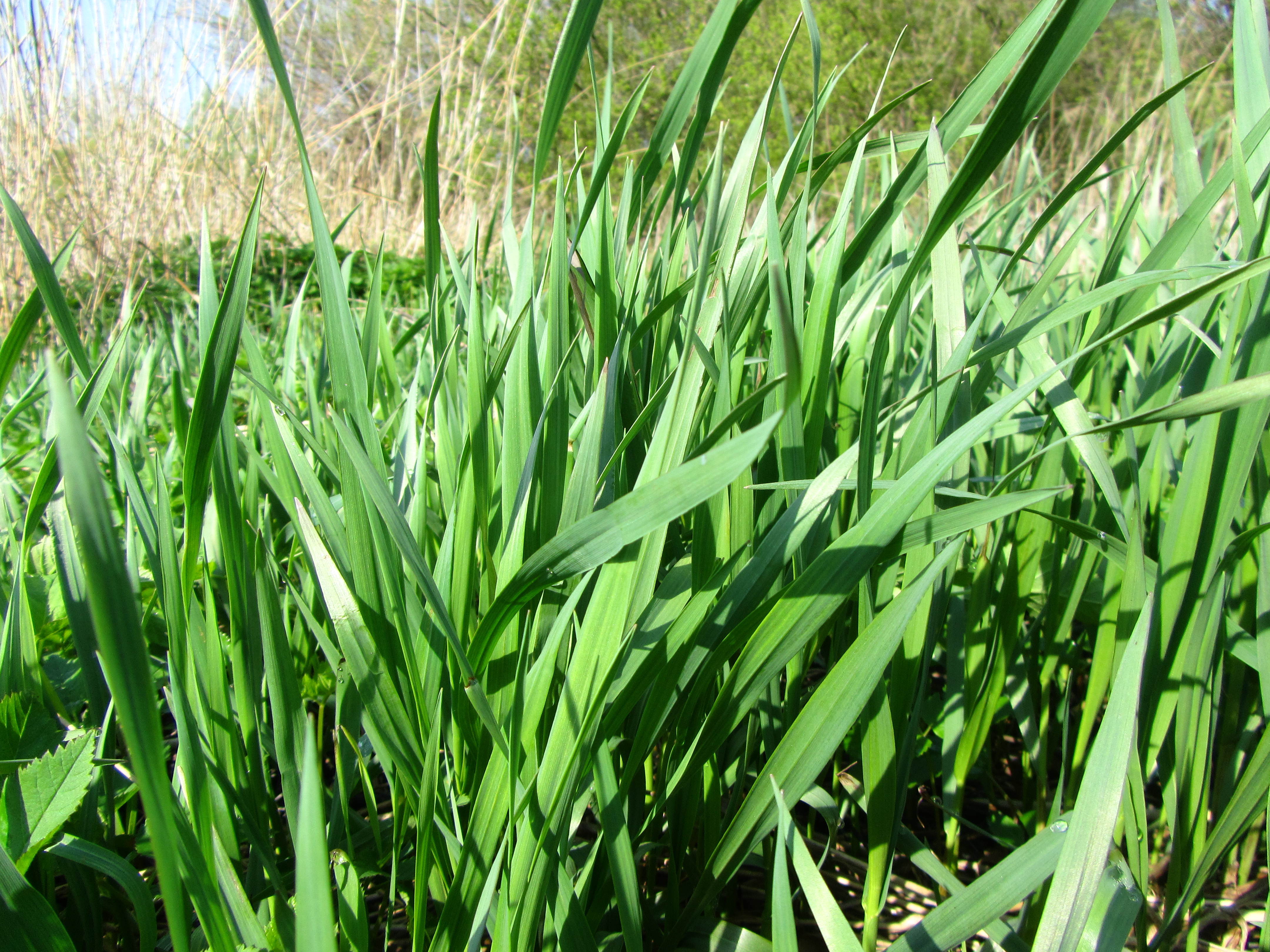 Laden Sie das Gras, Erde/natur-Bild kostenlos auf Ihren PC-Desktop herunter