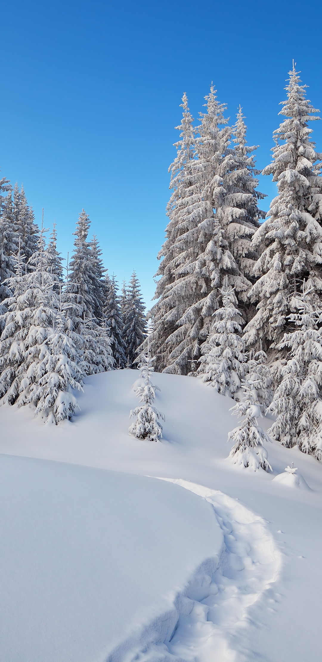 Скачати мобільні шпалери Зима, Природа, Сніг, Дерево, Земля безкоштовно.