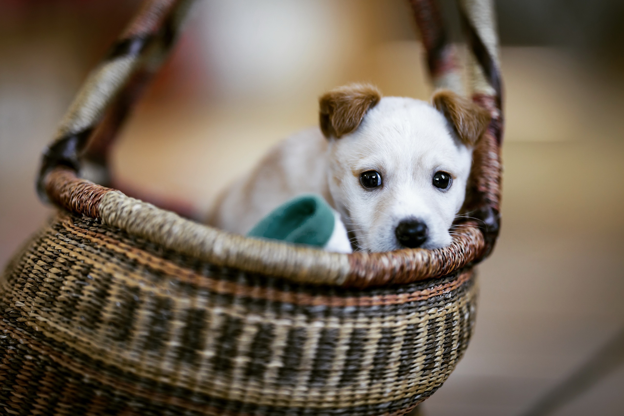 Download mobile wallpaper Dogs, Dog, Animal, Puppy, Basket, Baby Animal for free.