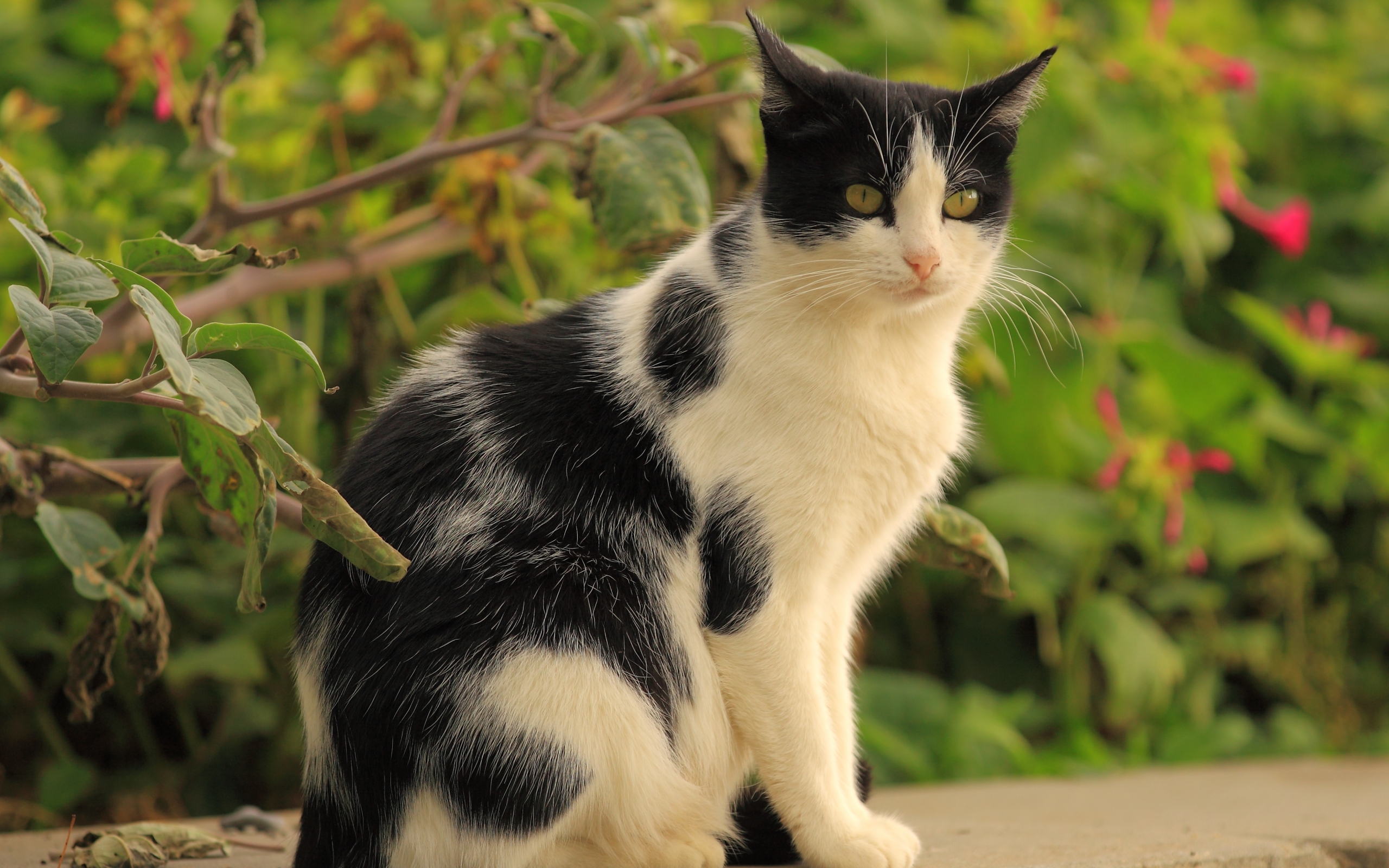 Baixar papel de parede para celular de Animais, Gatos, Gato gratuito.