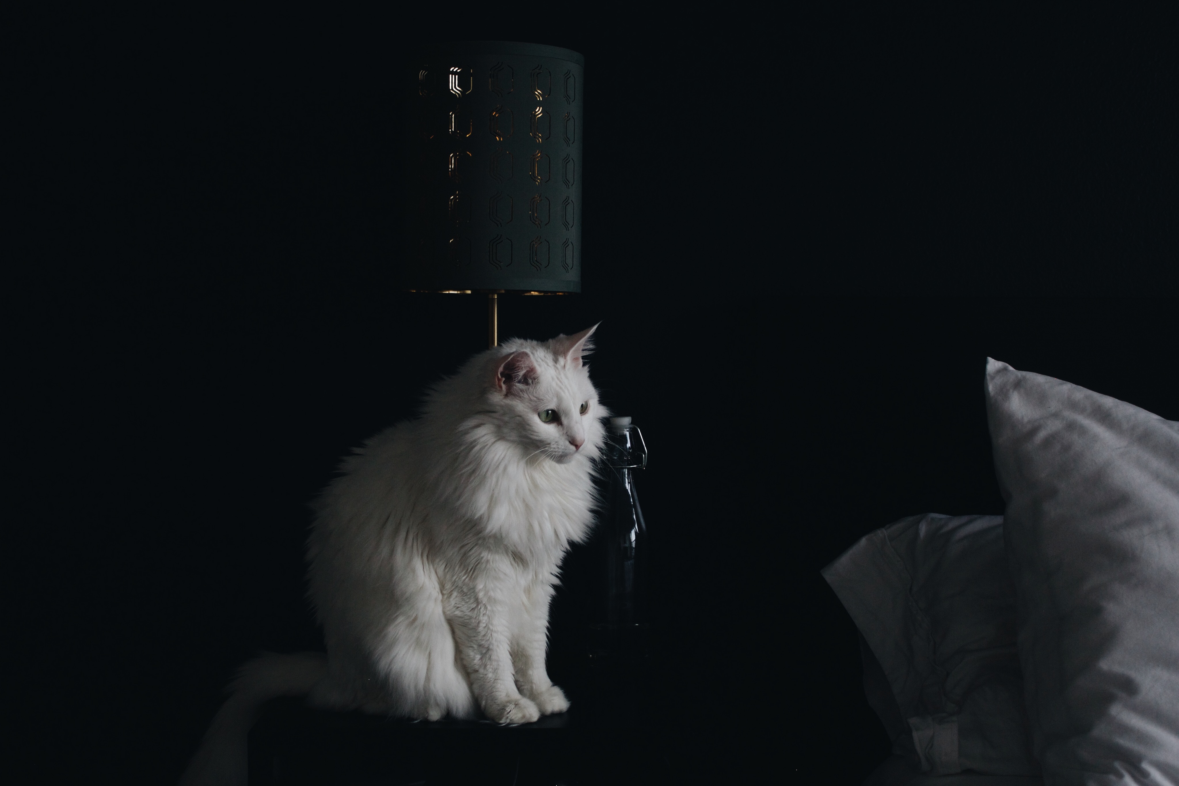 cat, animals, white, fluffy, lamp HD wallpaper