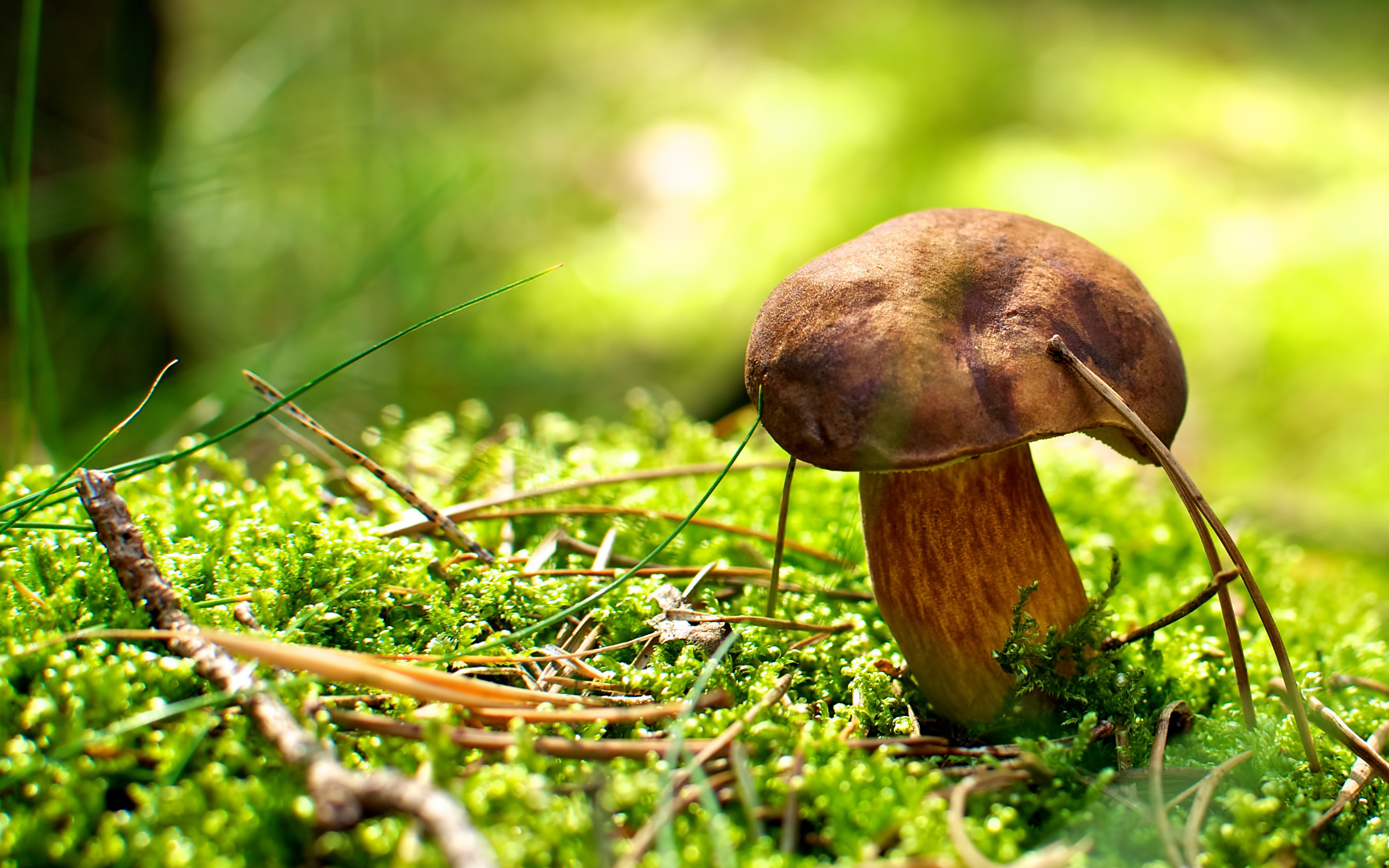 Baixe gratuitamente a imagem Natureza, Cogumelos, Plantas na área de trabalho do seu PC