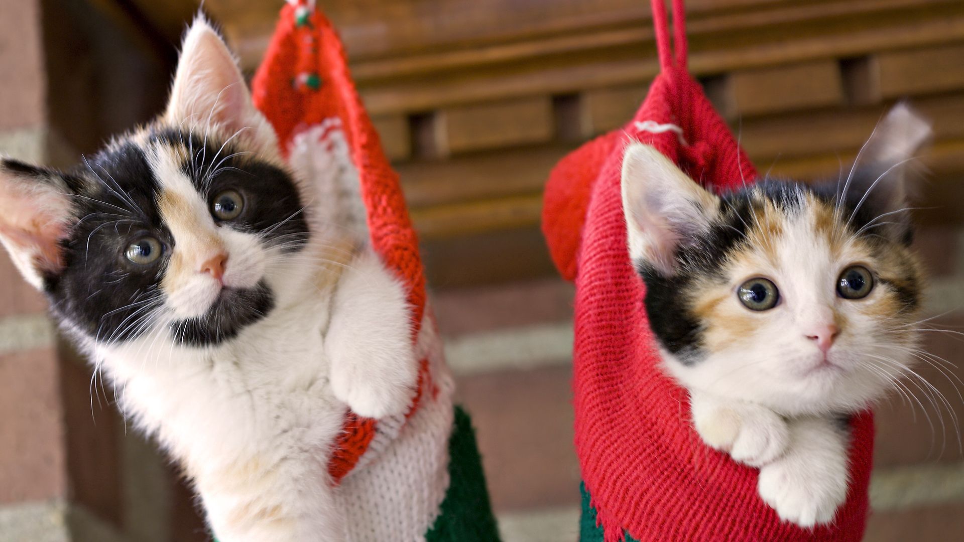 animals, couple, pair, spotted, christmas, holiday, kittens, hang, sock HD wallpaper