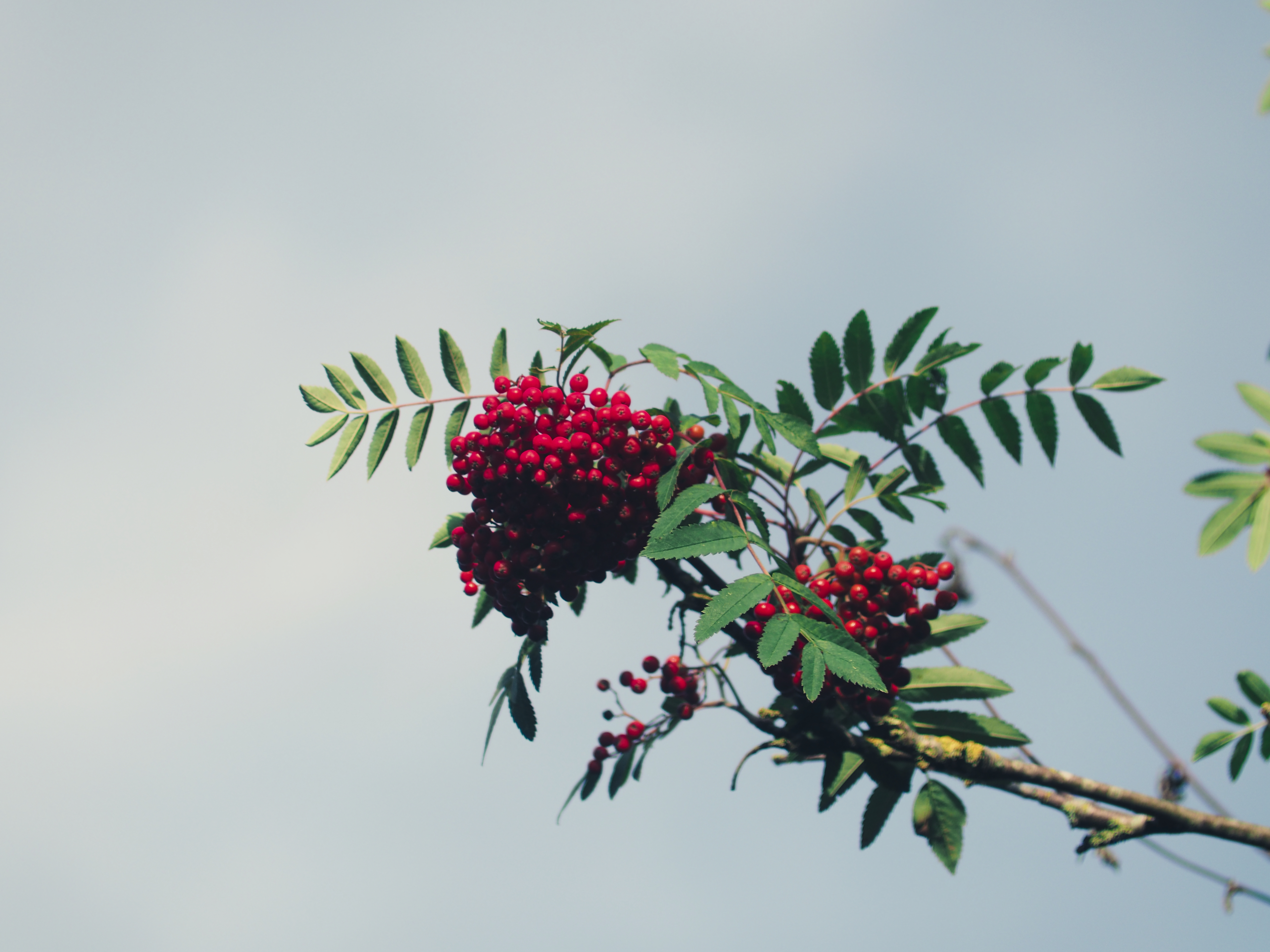 Laden Sie das Berries, Rowan, Eberesche, Zweig, Ast, Natur, Sky, Blätter-Bild kostenlos auf Ihren PC-Desktop herunter