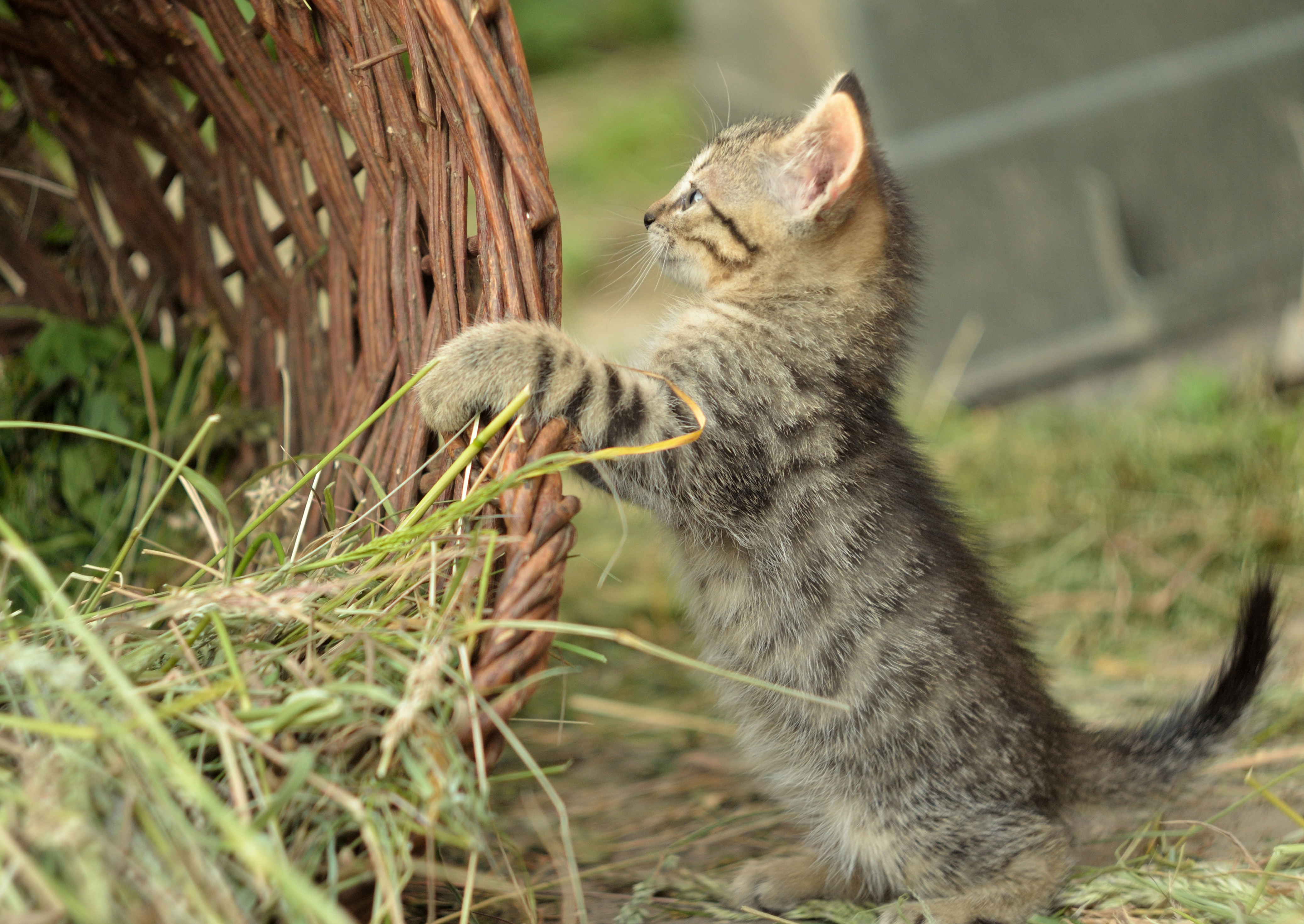 Laden Sie das Tiere, Katzen, Katze, Kätzchen, Tierbaby-Bild kostenlos auf Ihren PC-Desktop herunter