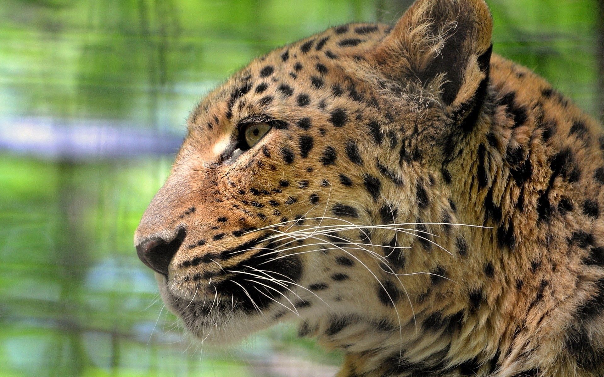 59392 скачать обои животные, леопард, морда, хищник, окрас, профиль - заставки и картинки бесплатно