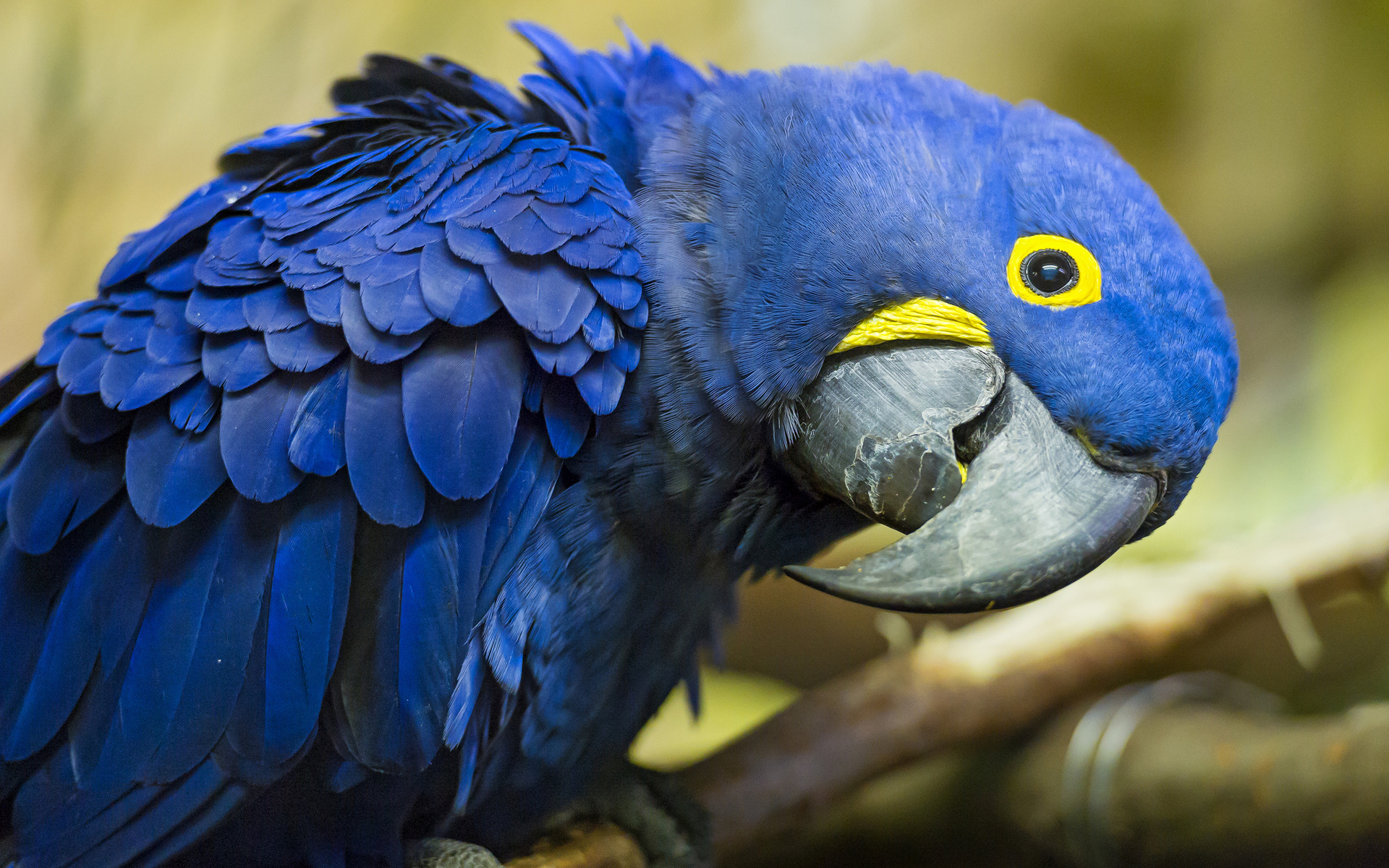 Download mobile wallpaper Animal, Hyacinth Macaw for free.