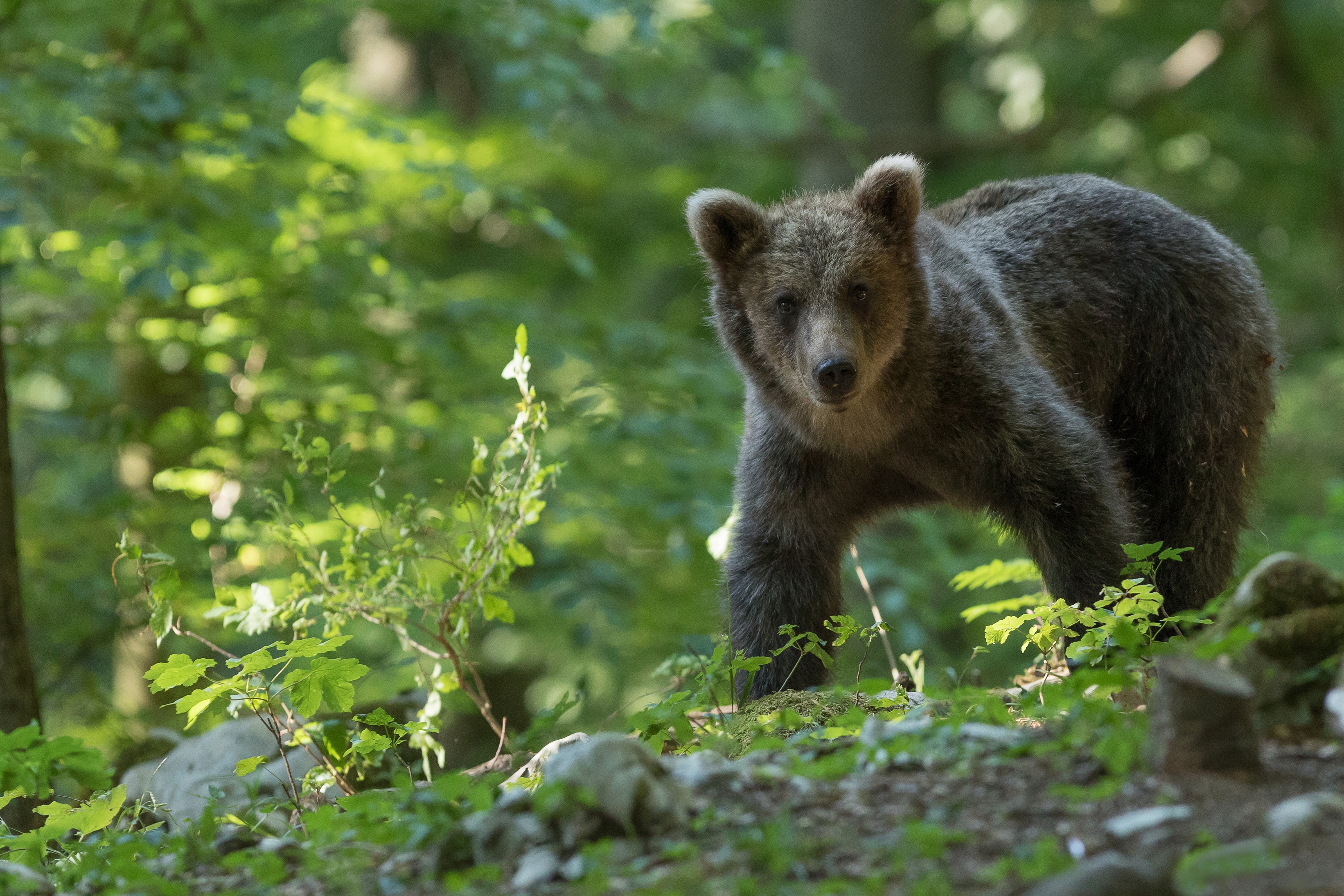 Free download wallpaper Bears, Bear, Animal, Sunny, Baby Animal, Cub on your PC desktop