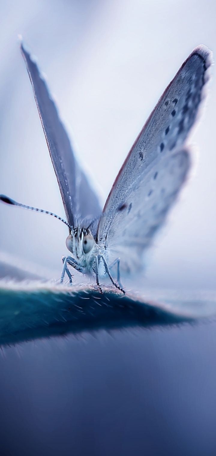 Download mobile wallpaper Macro, Insect, Butterfly, Animal for free.