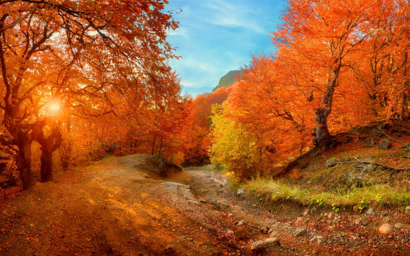 Laden Sie das Herbst, Wald, Baum, Pfad, Erde/natur-Bild kostenlos auf Ihren PC-Desktop herunter