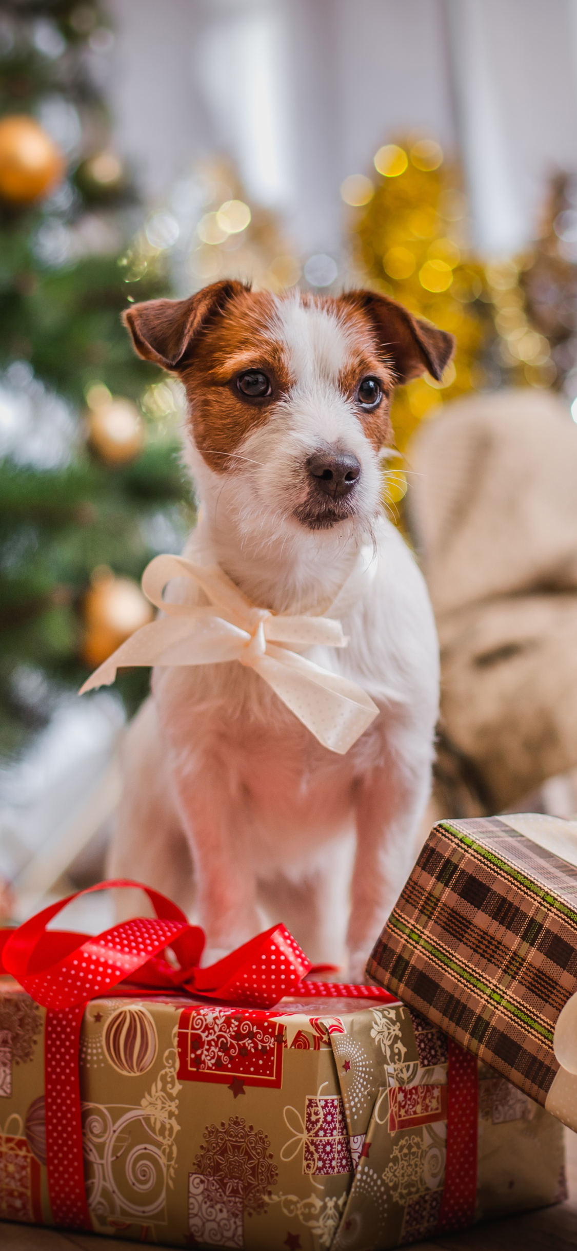 Handy-Wallpaper Feiertage, Weihnachten, Hund, Geschenk, Terrier kostenlos herunterladen.