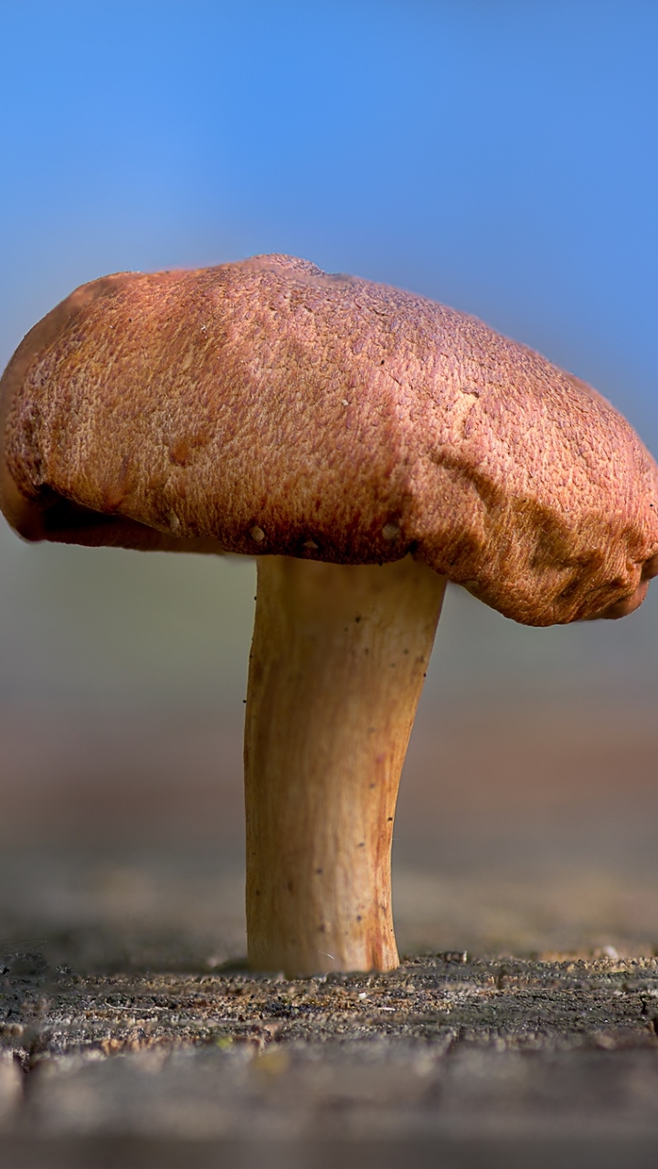 Téléchargez des papiers peints mobile Champignon, Se Brouiller, La Nature, Terre/nature gratuitement.