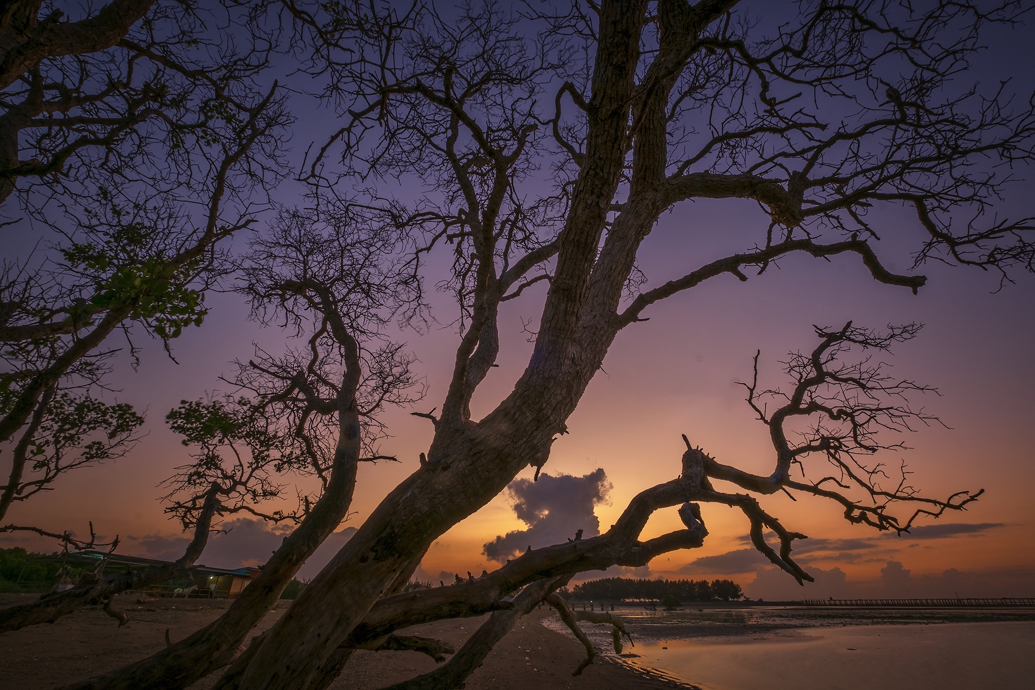 Free download wallpaper Trees, Sunset, Tree, Branch, Earth on your PC desktop