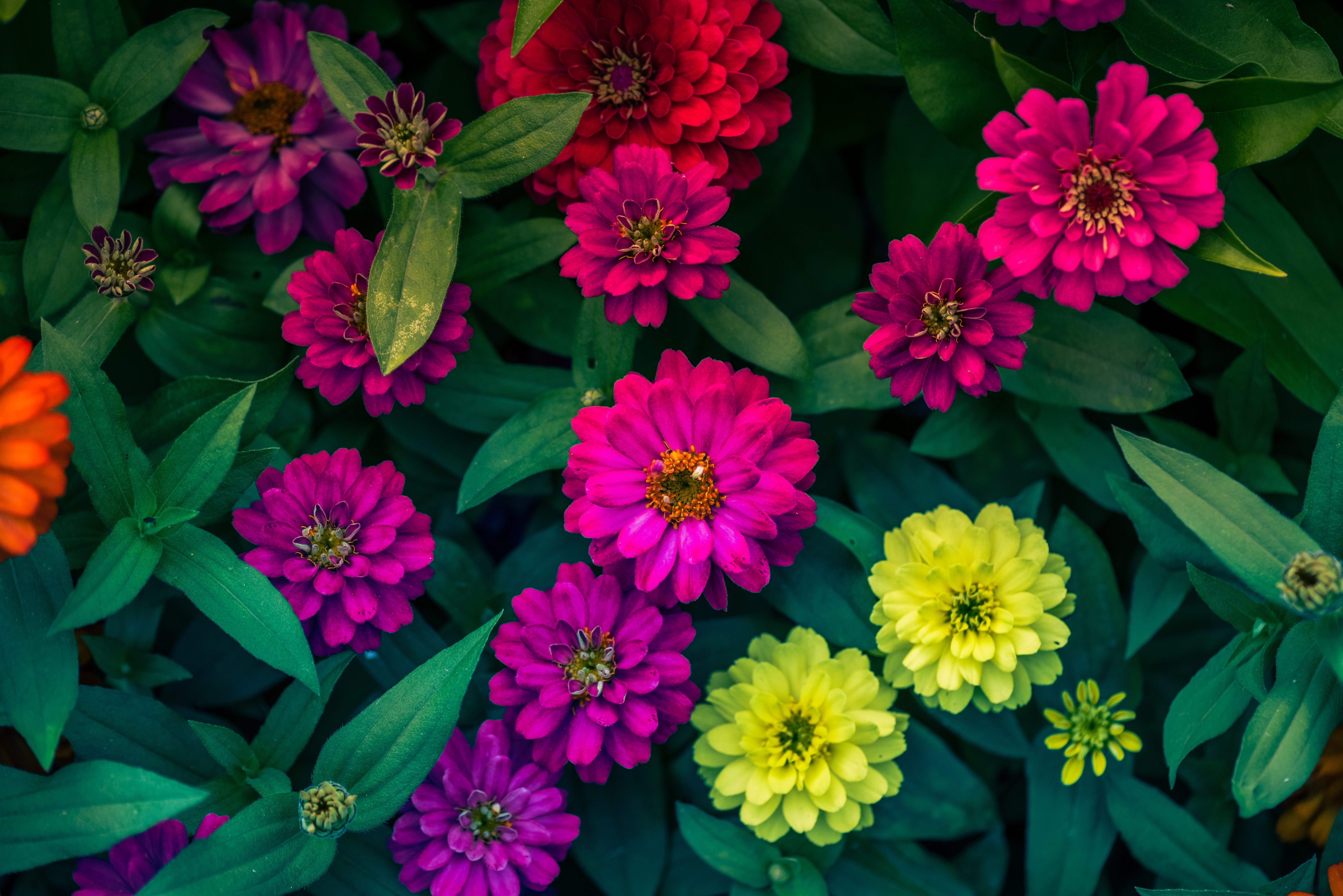 Laden Sie das Blumen, Hell, Blumenbeet, Cinia, Cynias-Bild kostenlos auf Ihren PC-Desktop herunter
