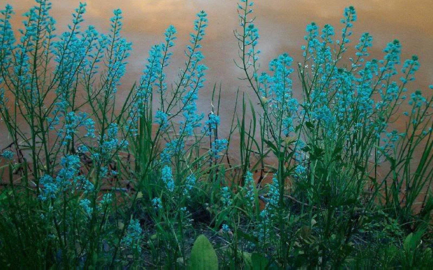 Download mobile wallpaper Flower, Fog, Earth, Cloud, Wildflower for free.