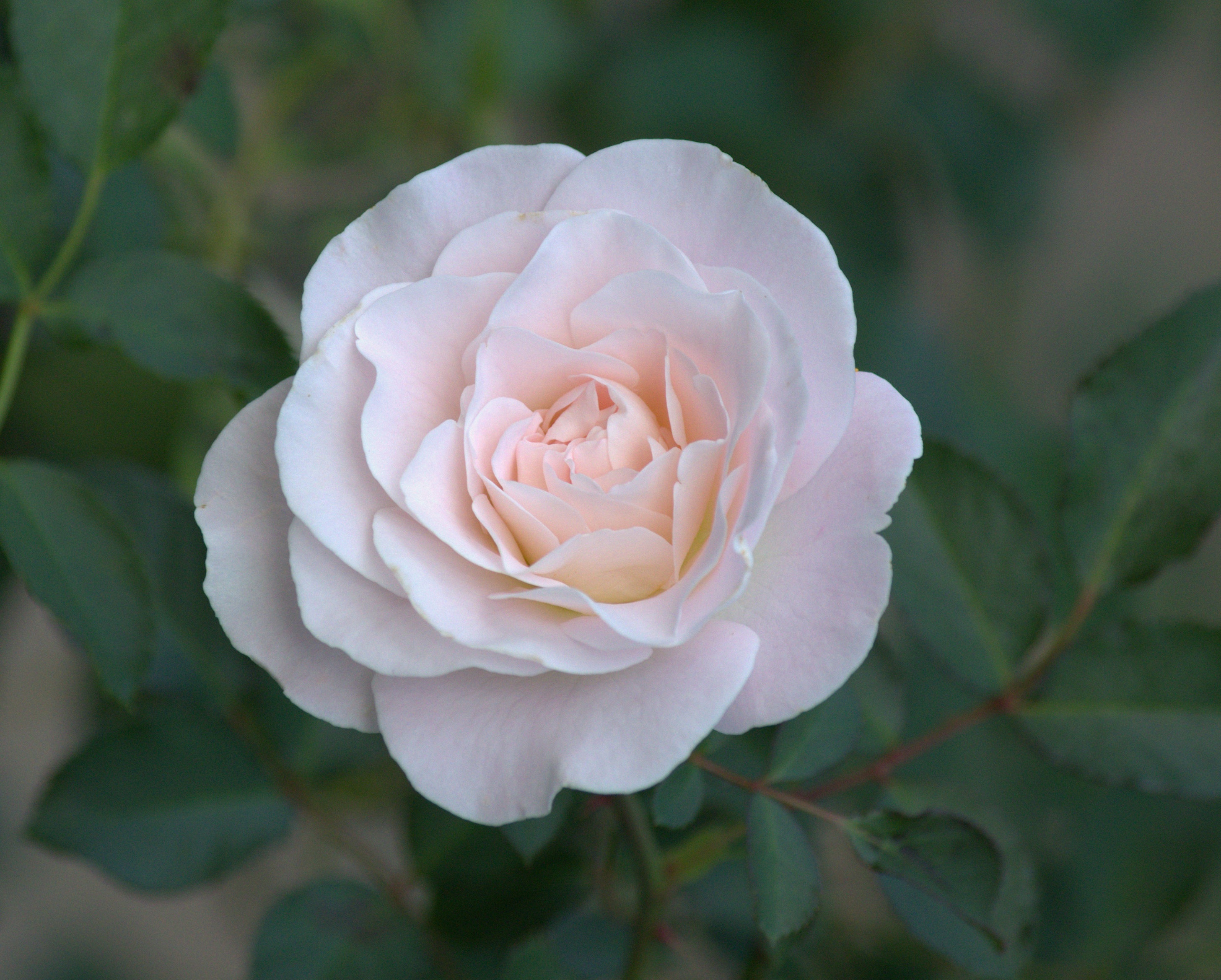 Laden Sie das Blumen, Blume, Makro, Rose, Blütenblatt, Erde/natur-Bild kostenlos auf Ihren PC-Desktop herunter