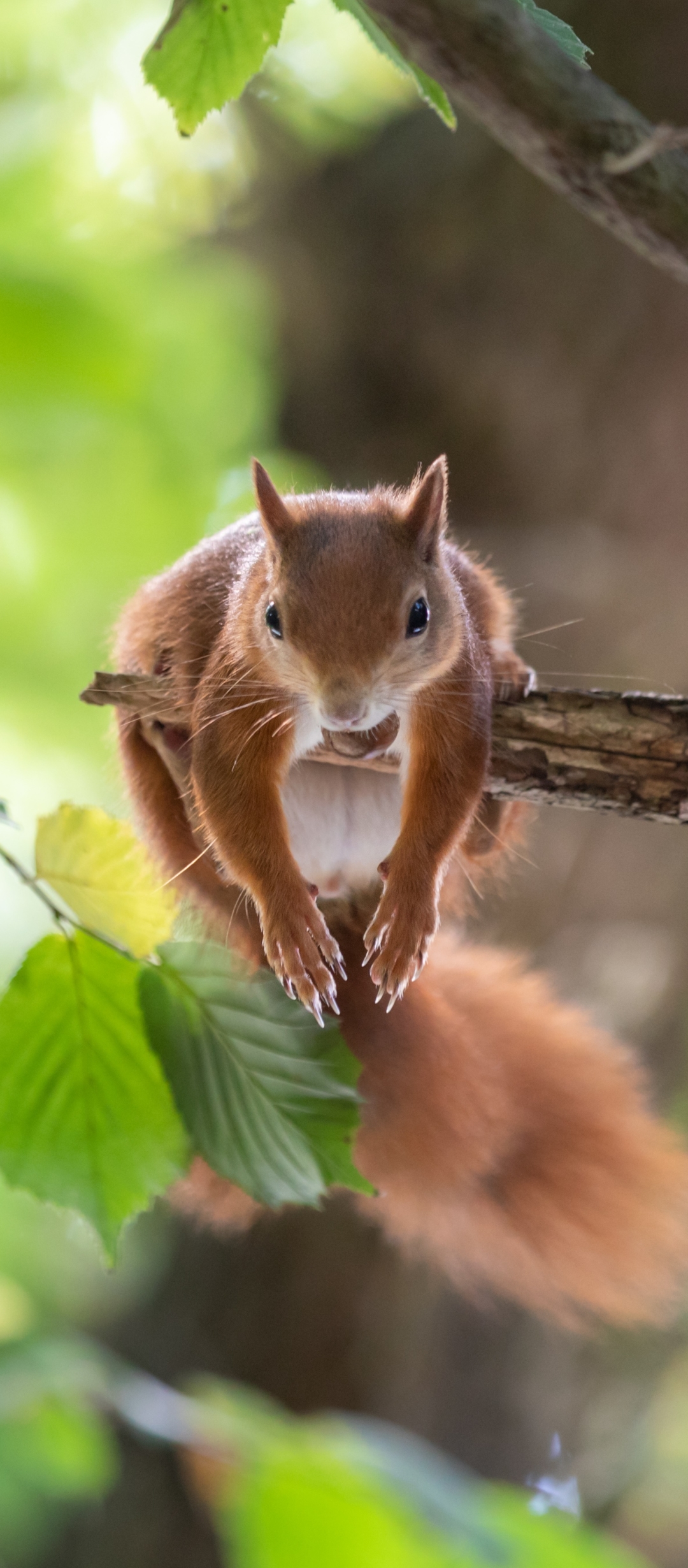 Handy-Wallpaper Tiere, Eichhörnchen, Nagetier kostenlos herunterladen.