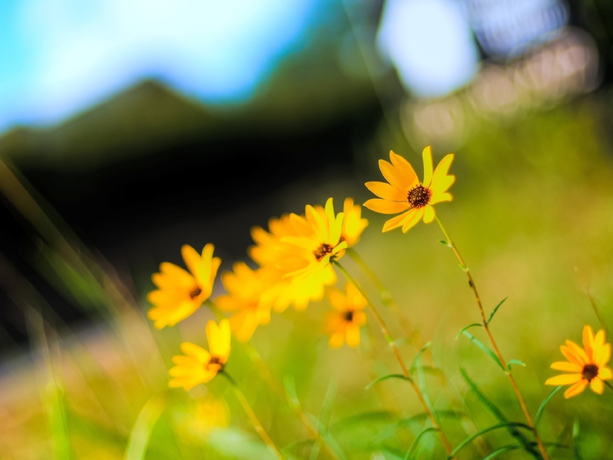 Download mobile wallpaper Nature, Flowers, Flower, Blur, Earth, Yellow Flower for free.