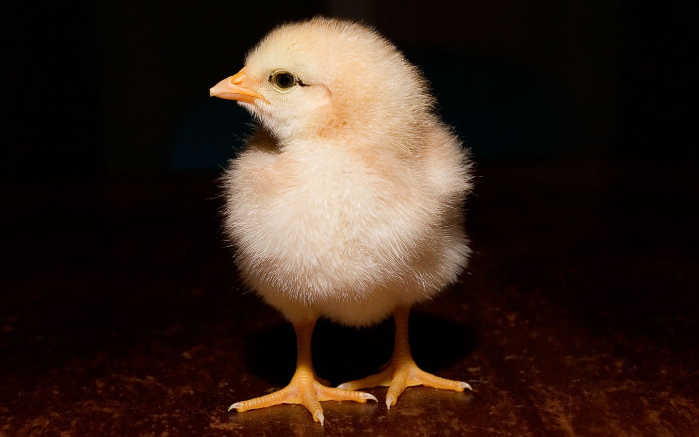 1478372 descargar imagen animales, pollo, bebe animal, polluelo: fondos de pantalla y protectores de pantalla gratis