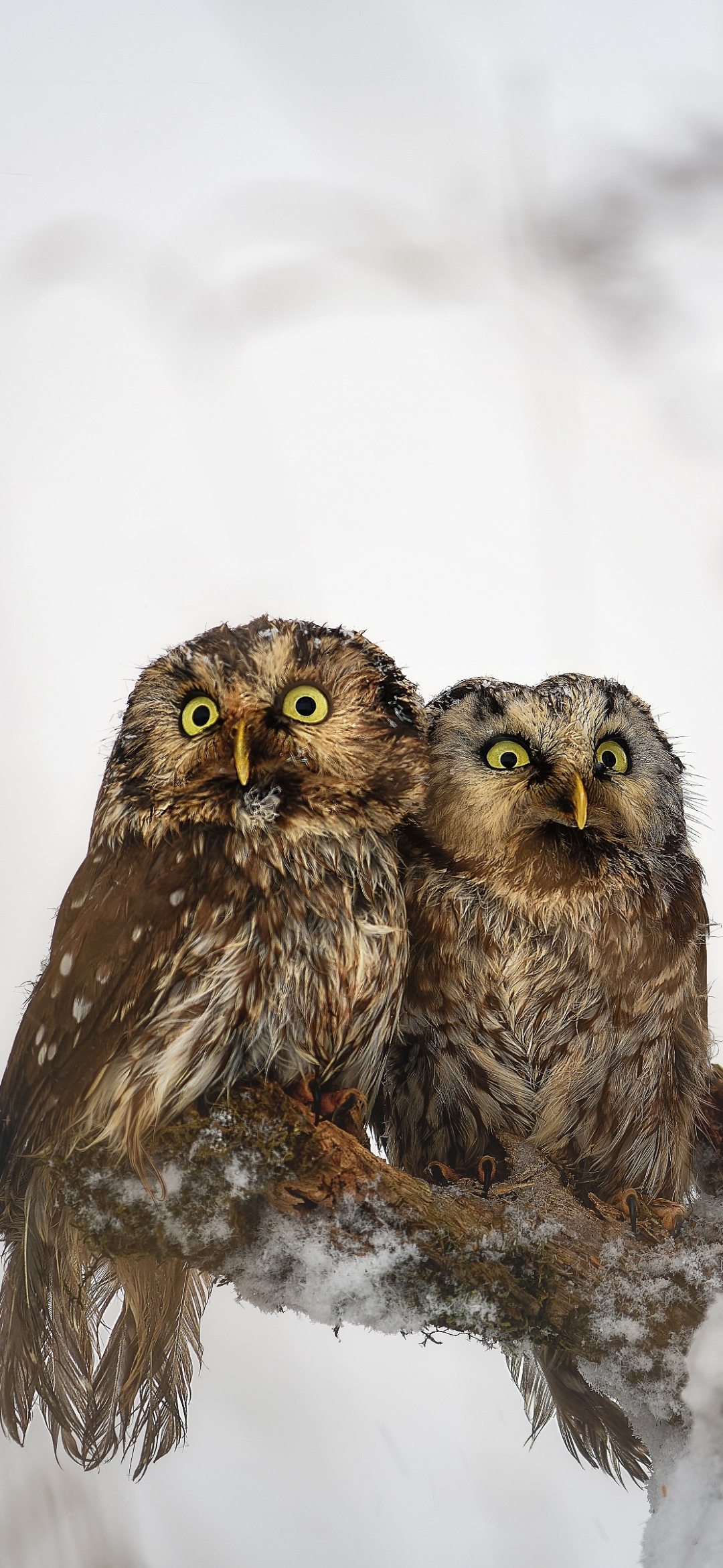 無料モバイル壁紙動物, 鳥, フクロウをダウンロードします。