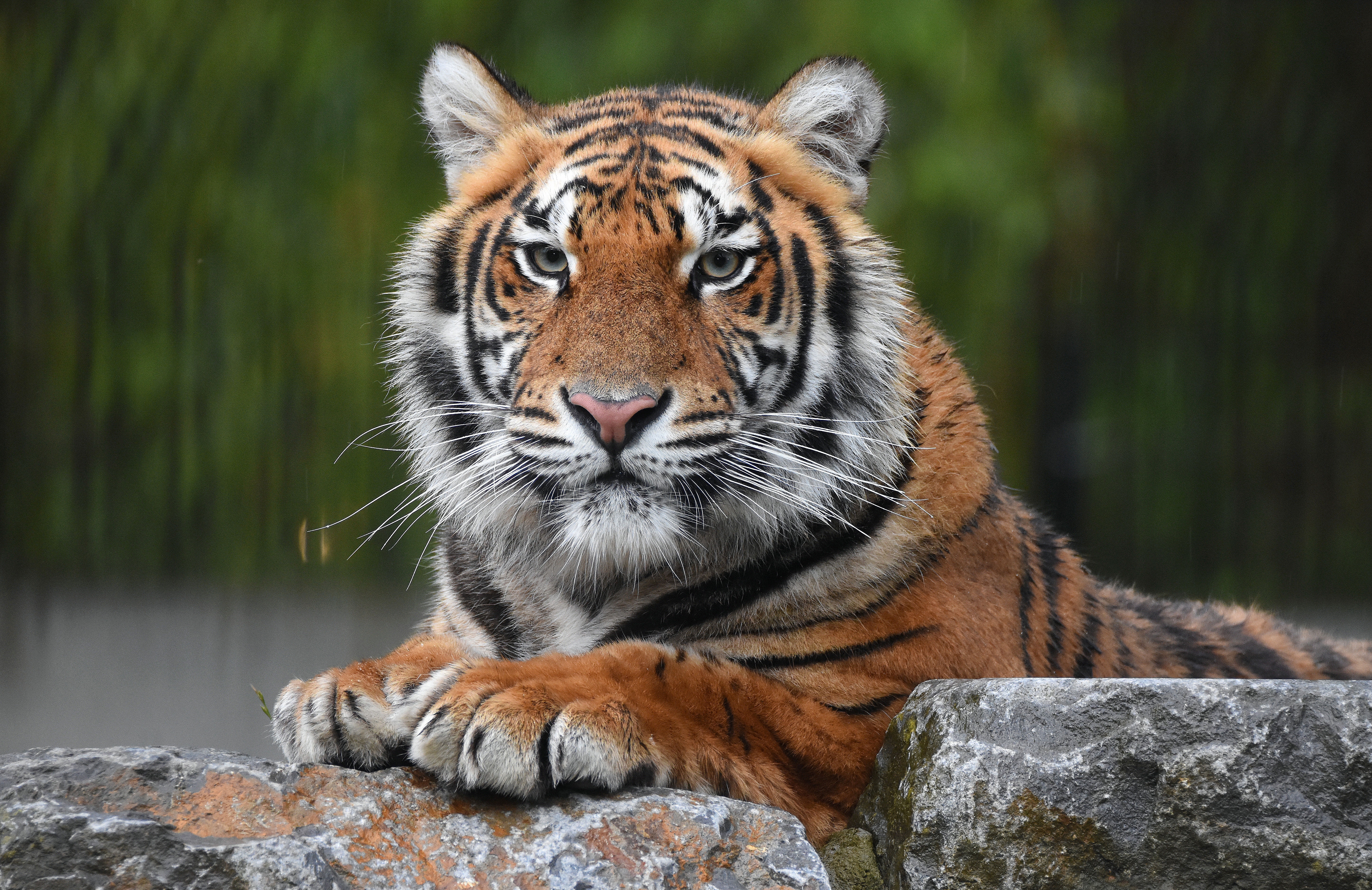 Téléchargez gratuitement l'image Animaux, Chats, Tigre sur le bureau de votre PC