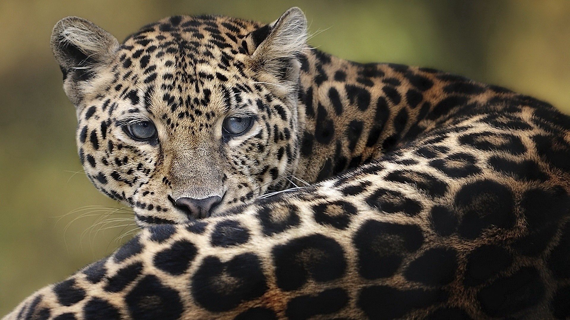 Free download wallpaper Leopard, To Lie Down, Lie, Muzzle, Animals, Big Cat on your PC desktop