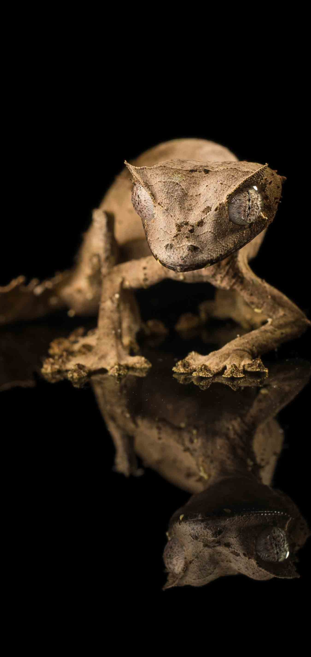 Download mobile wallpaper Animal, Reptiles, Satanic Leaf Tailed Gecko for free.