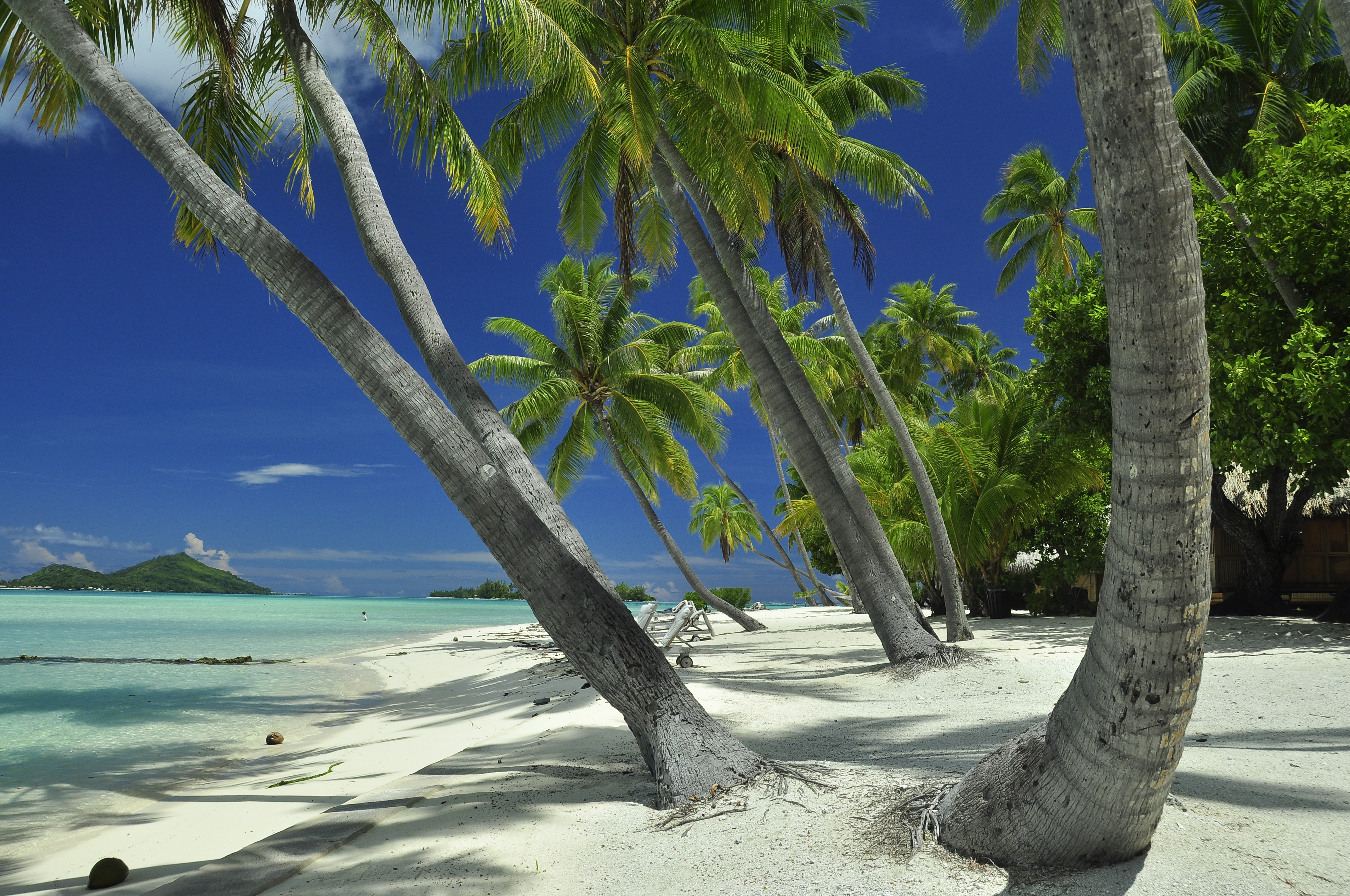 682053 завантажити картинку тропіки, пальма, земля, пляжний, французька полінезія, лагуна, таїті - шпалери і заставки безкоштовно