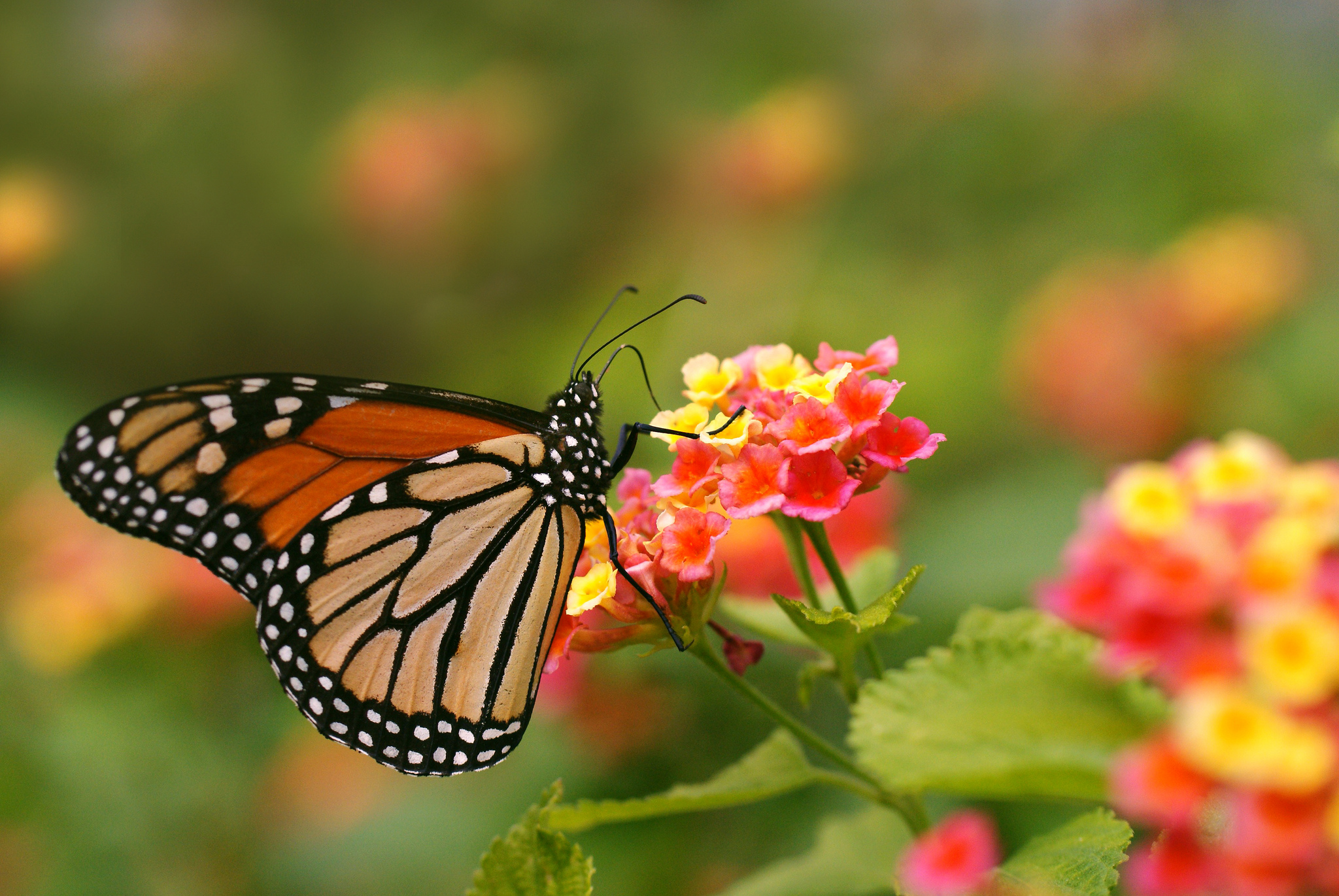 772666 скачать картинку животные, бабочка, цветок, насекомое, бабочка монарх, розовый цветок - обои и заставки бесплатно