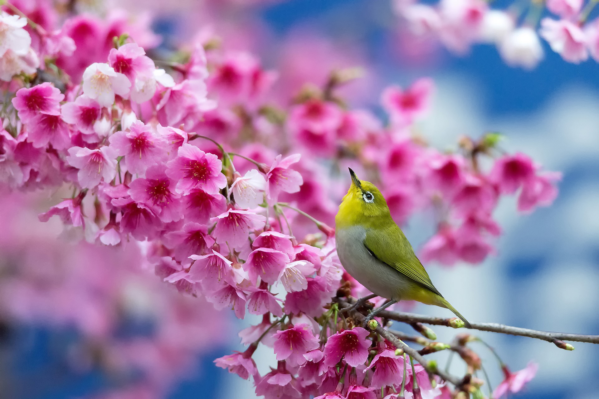 105951 télécharger l'image branche, animaux, fleurs, printemps, oeil blanc japonais, sakura, beauté, source, œil blanc japonais - fonds d'écran et économiseurs d'écran gratuits