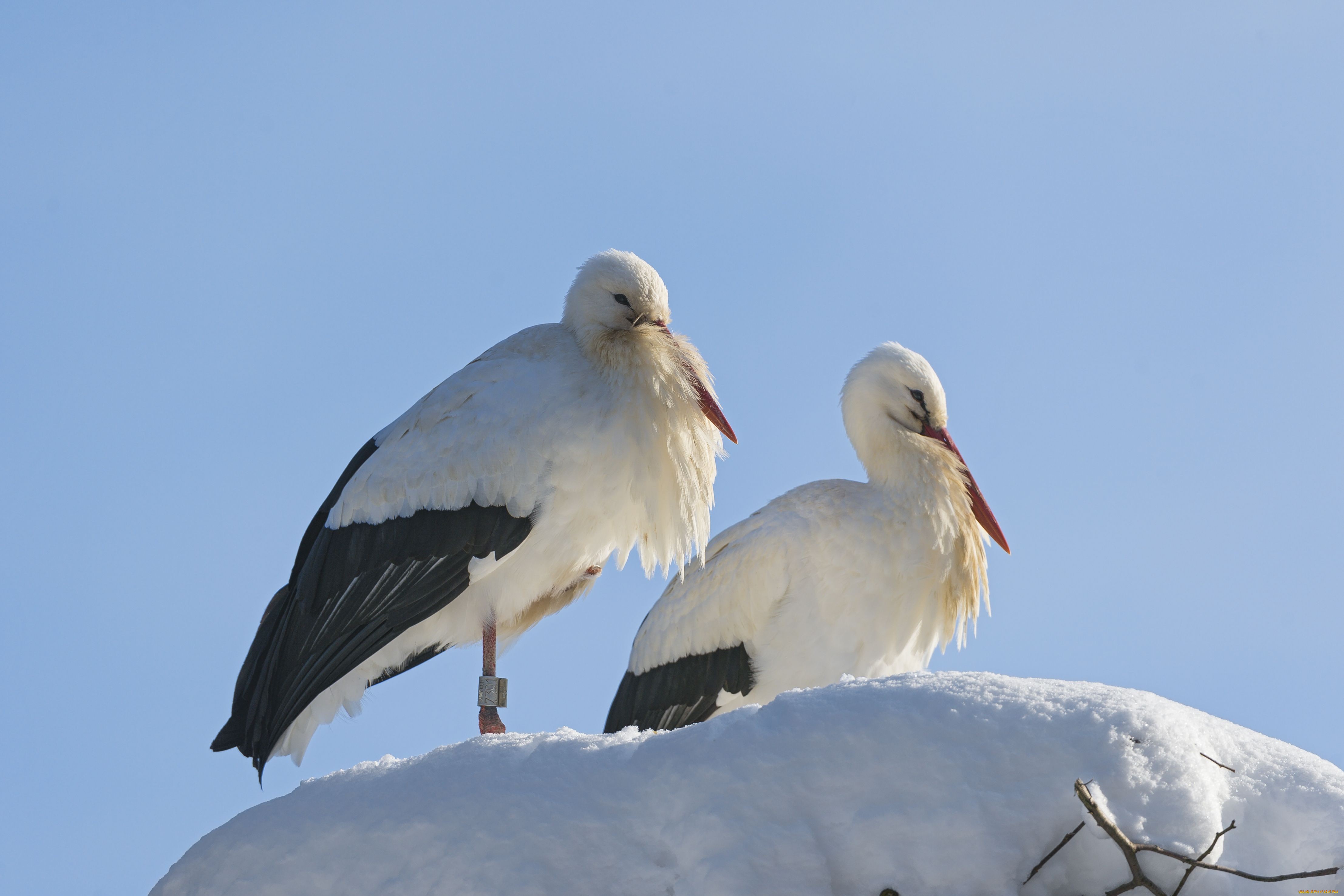 Download mobile wallpaper Birds, Animal, White Stork for free.