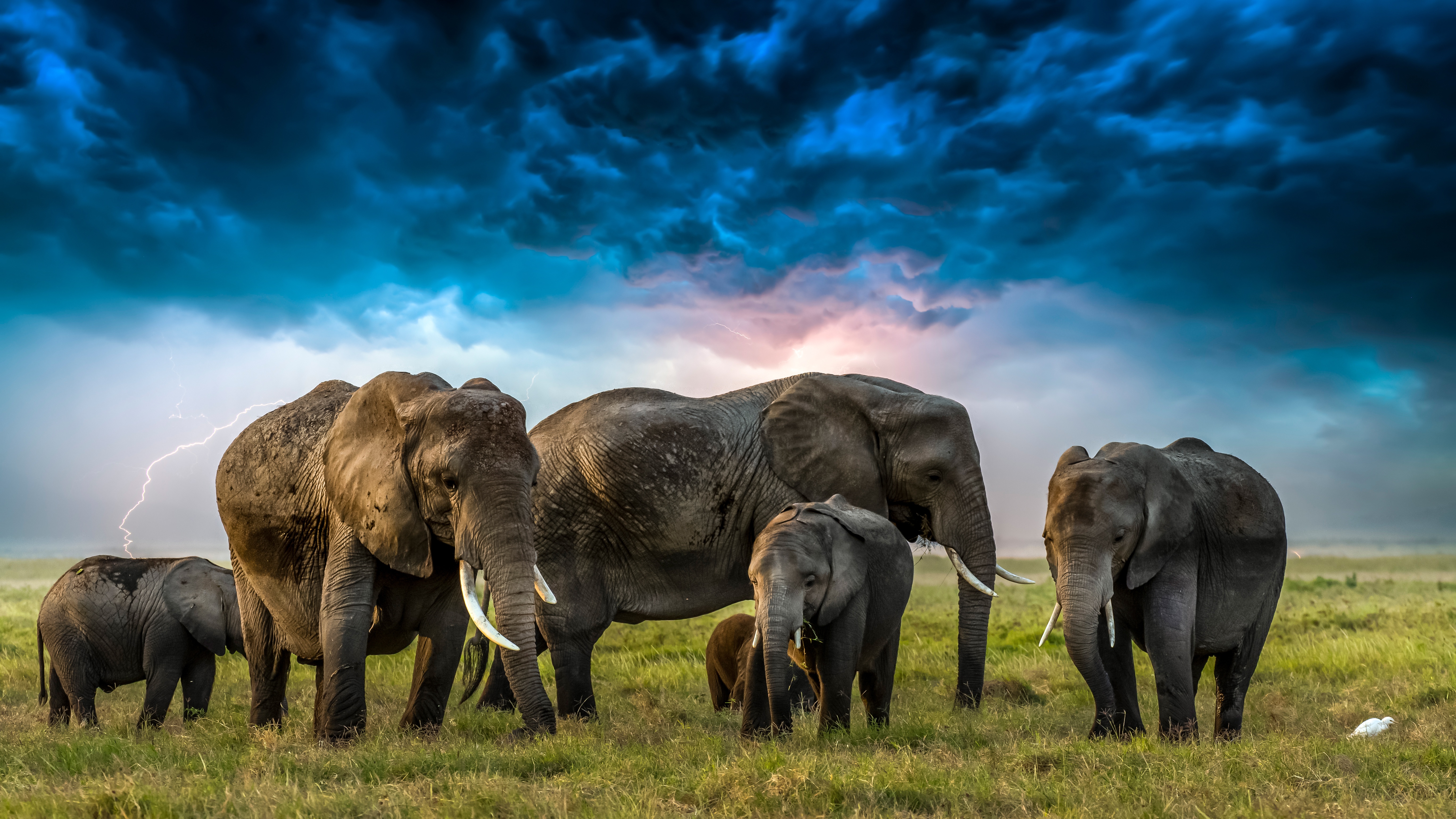 Скачать обои бесплатно Животные, Облака, Слоны, Африканский Слон, Детеныш Животного картинка на рабочий стол ПК