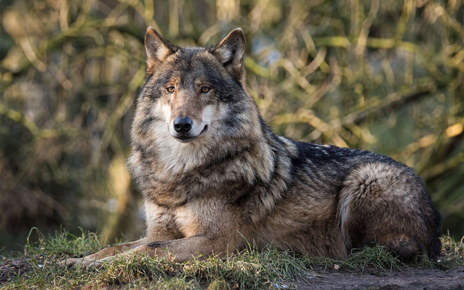 Free download wallpaper Wolf, Animal, Bokeh, Wolves on your PC desktop