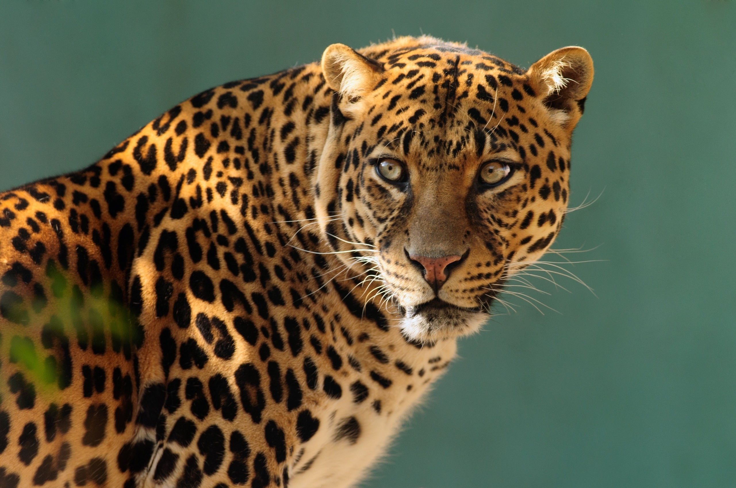 Скачать обои бесплатно Хищник, Животные, Кошка, Леопард картинка на рабочий стол ПК
