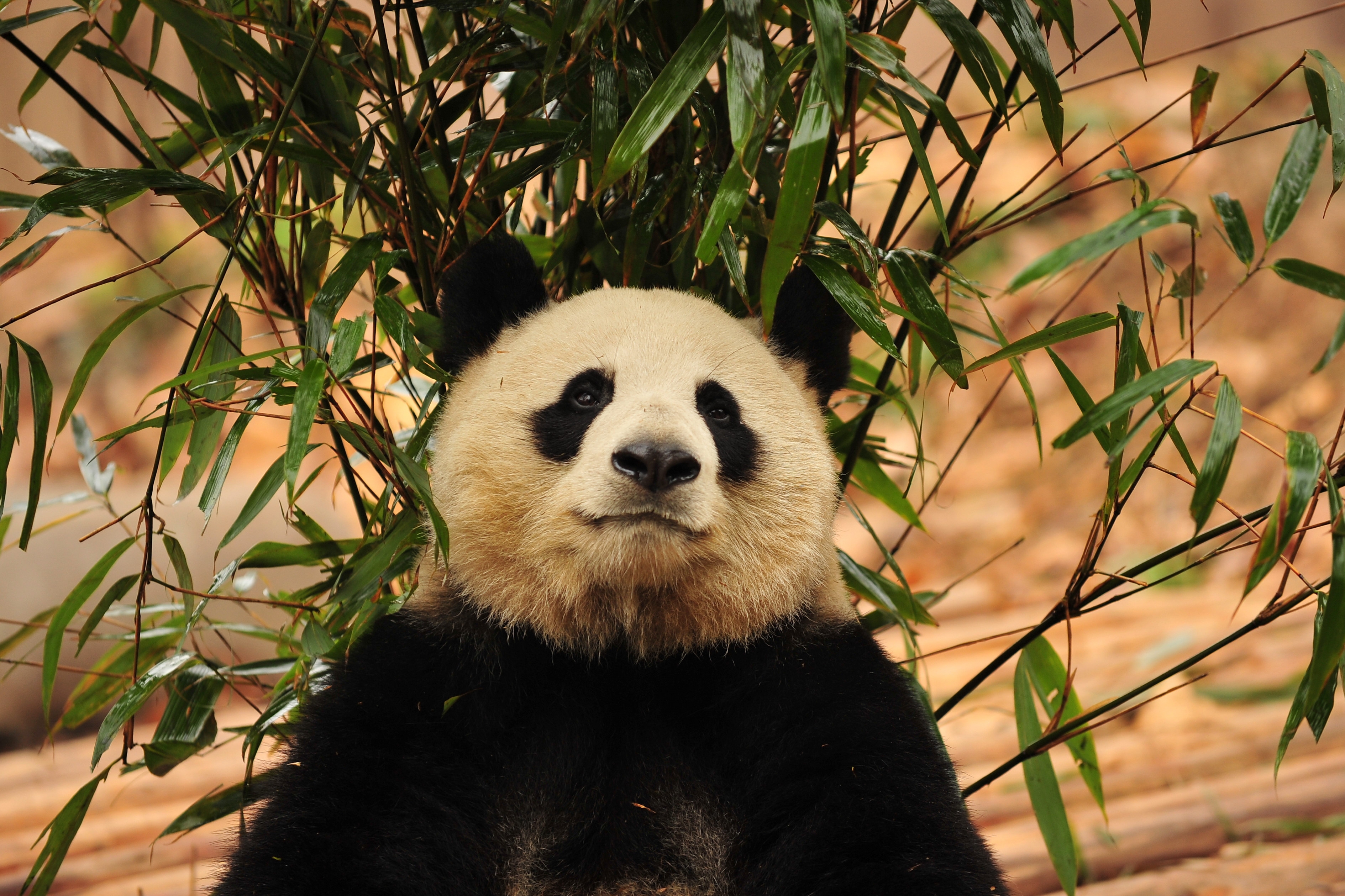 Descarga gratis la imagen Animales, Soportar, Oso, Bambú, Panda en el escritorio de tu PC