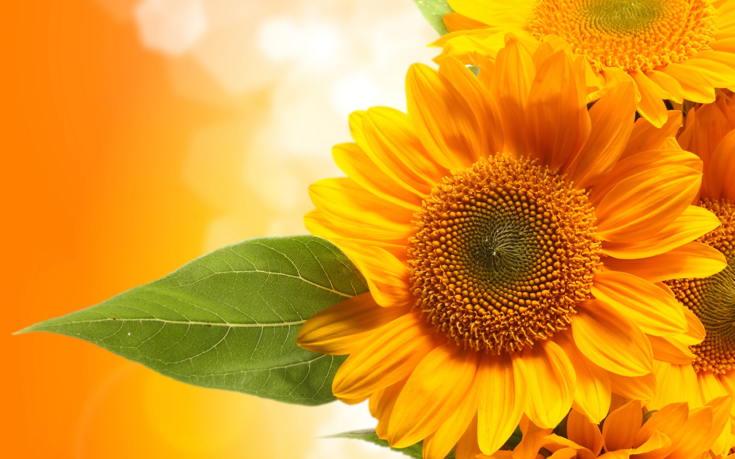 Free download wallpaper Flower, Earth, Sunflower on your PC desktop