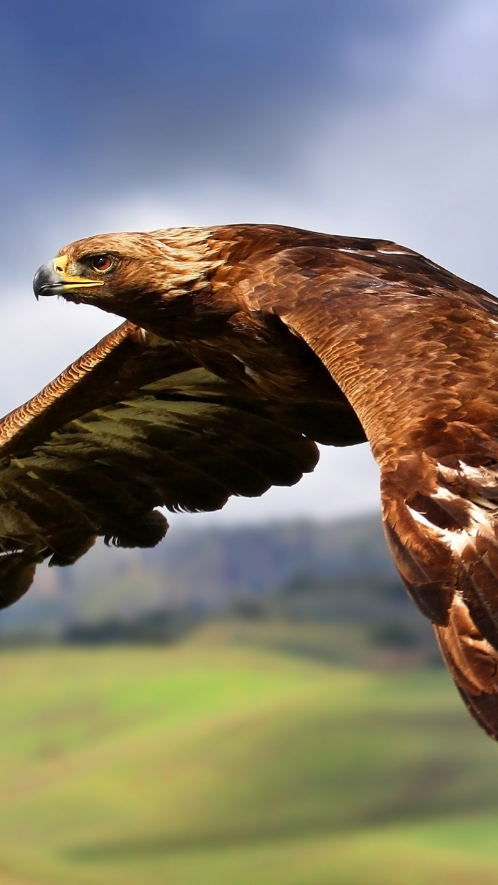 Descarga gratuita de fondo de pantalla para móvil de Animales, Pájaro, Águila, Águila Real, Aves, Ave.