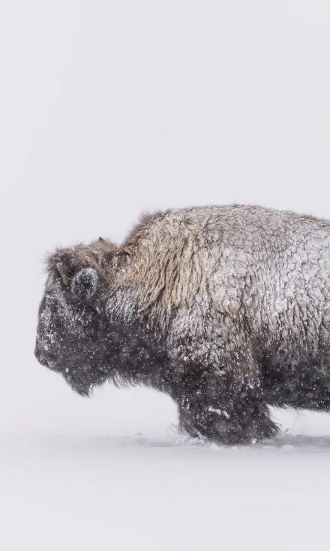 Handy-Wallpaper Tiere, Schnee, Schneefall, Amerikanischer Bison kostenlos herunterladen.