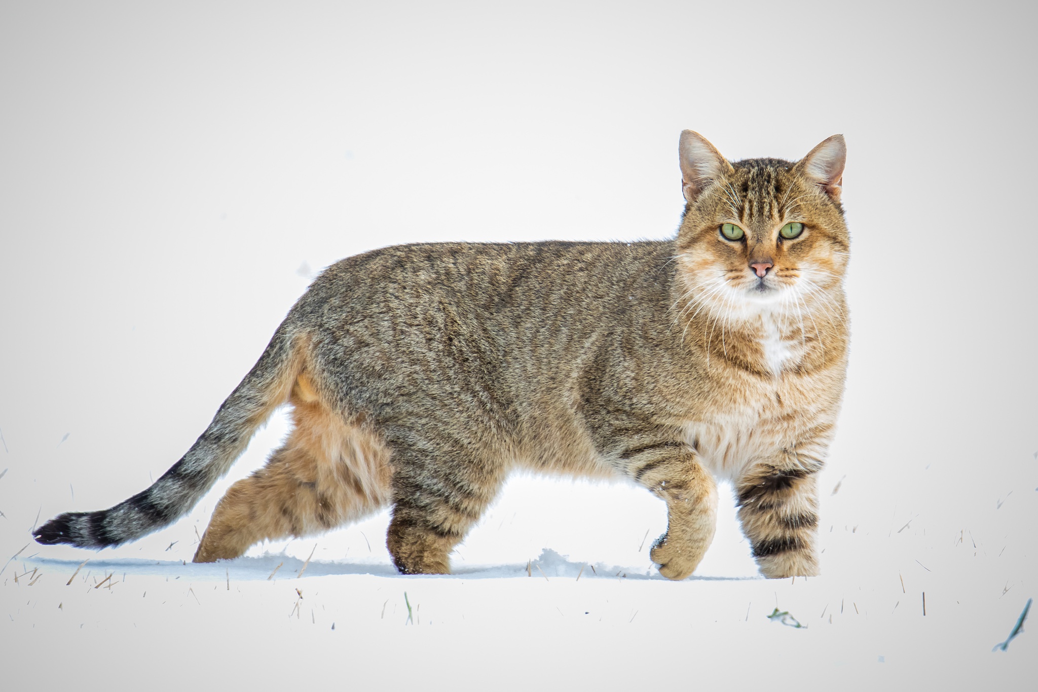 Download mobile wallpaper Cats, Snow, Cat, Animal, Stare for free.