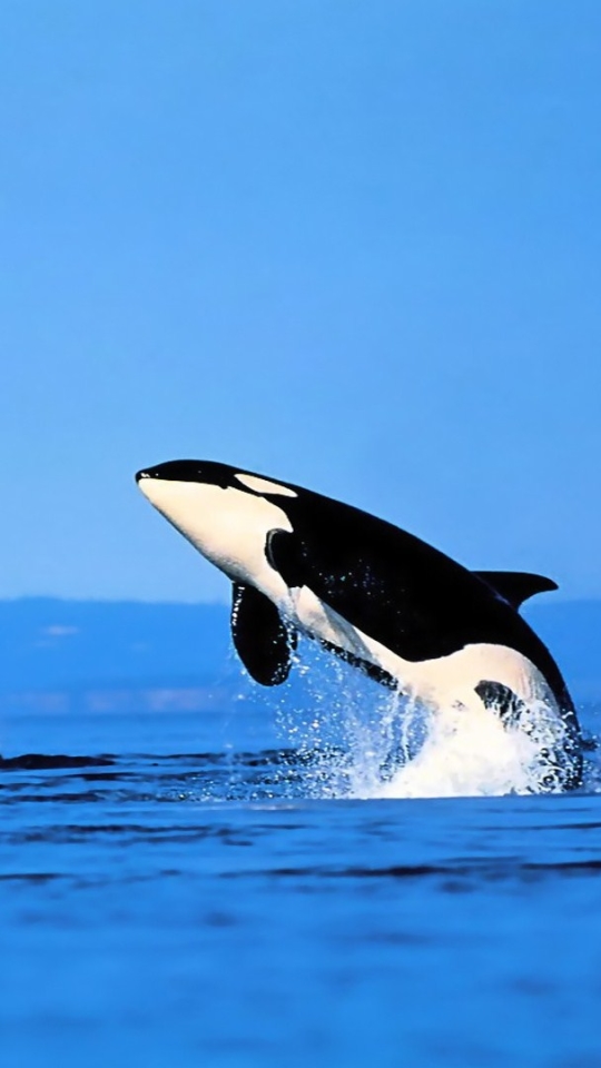 Download mobile wallpaper Animal, Whale, Orca for free.