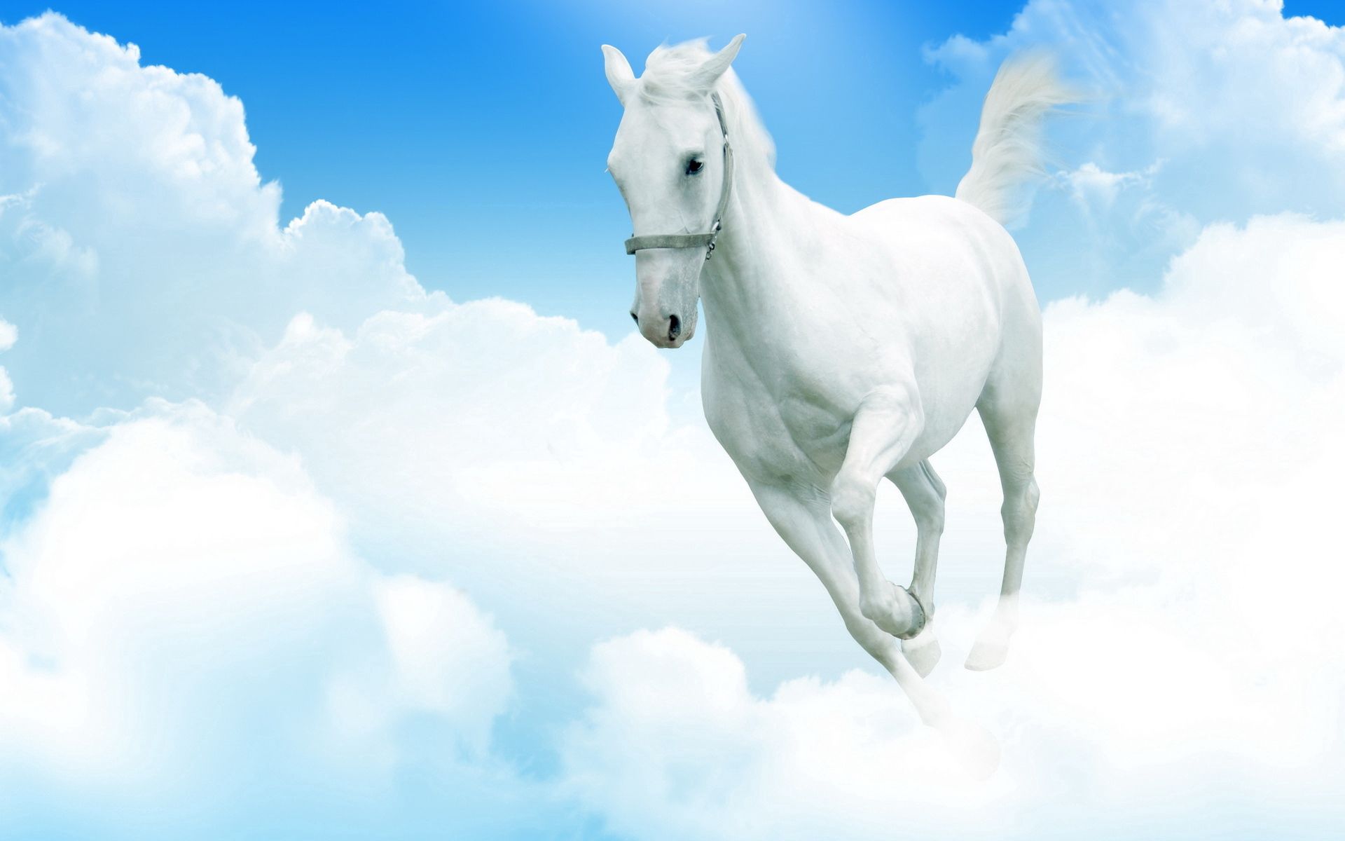 146686 descargar fondo de pantalla animales, nubes, saltar, caballo blanco como la nieve, caballo blanconieves: protectores de pantalla e imágenes gratis