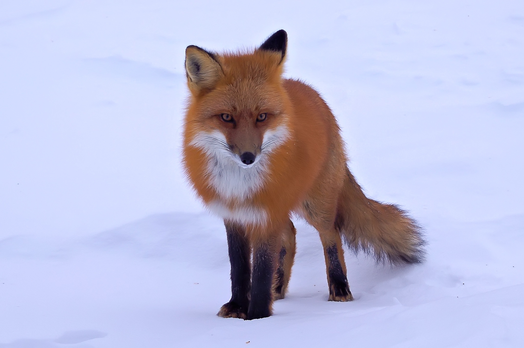 752297 baixar papel de parede animais, raposa, raposa vermelha, neve - protetores de tela e imagens gratuitamente