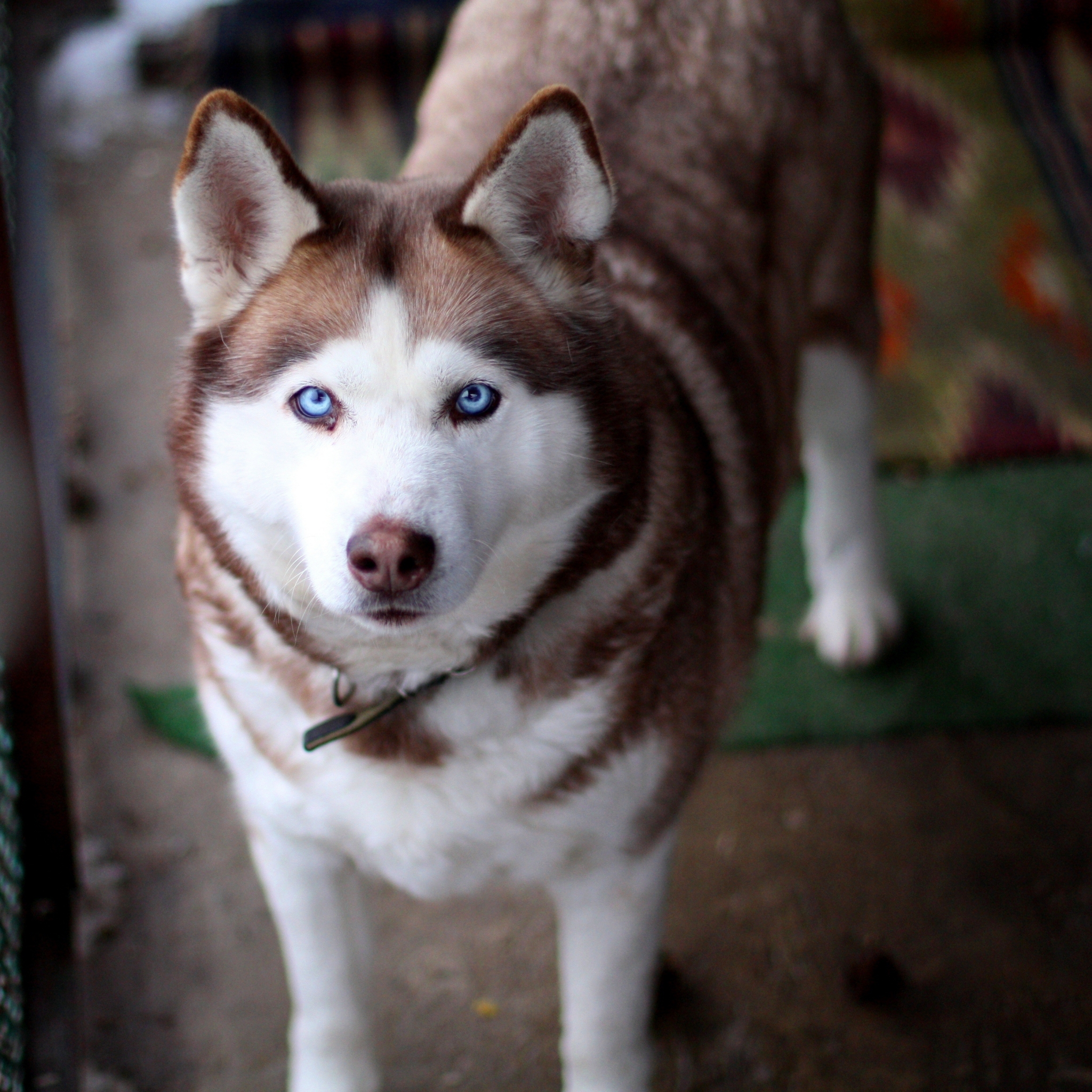 Download mobile wallpaper Husky, Dogs, Animal for free.