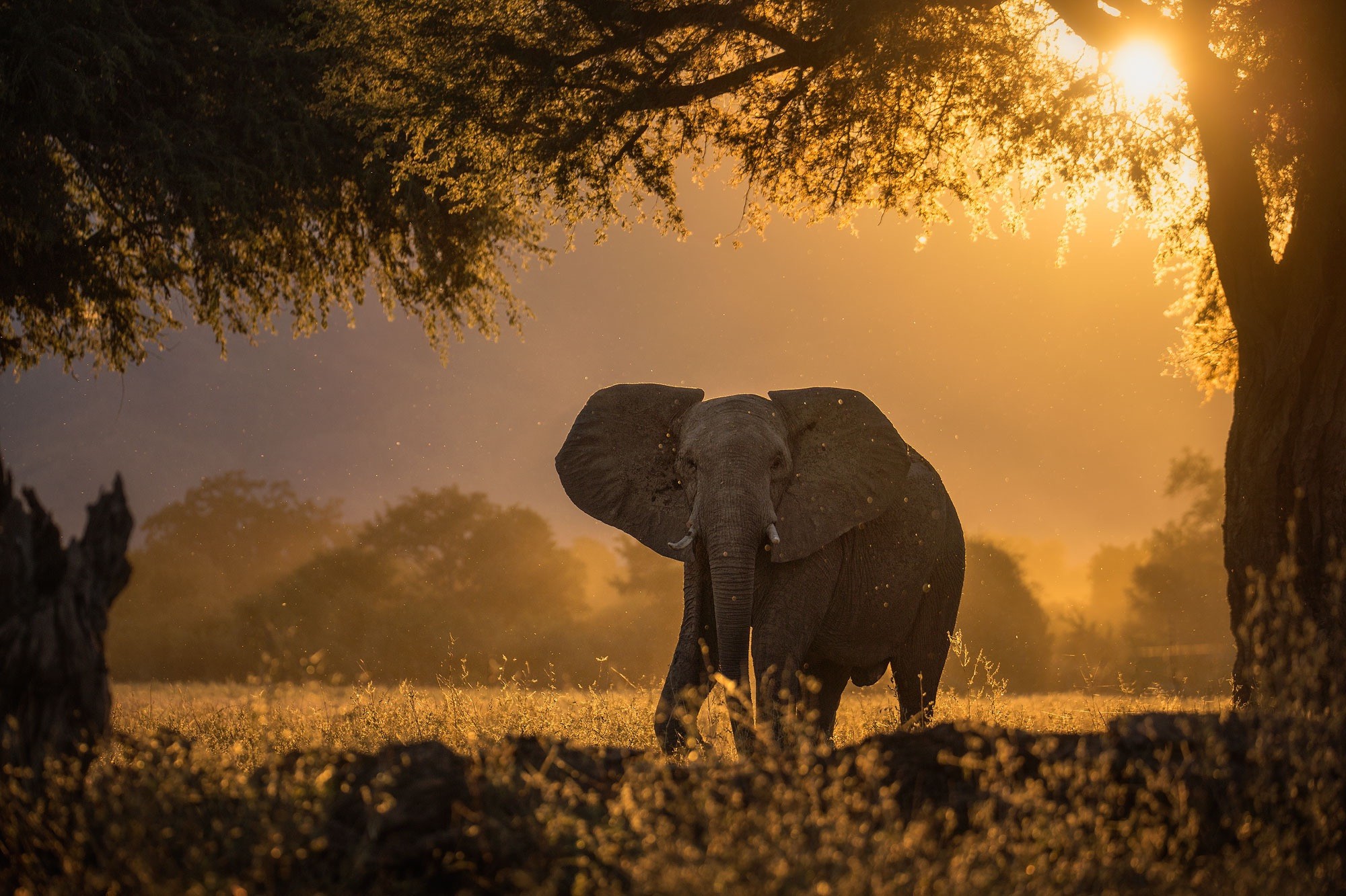 Скачать картинку Животные, Слоны, Дерево, Африканский Слон в телефон бесплатно.