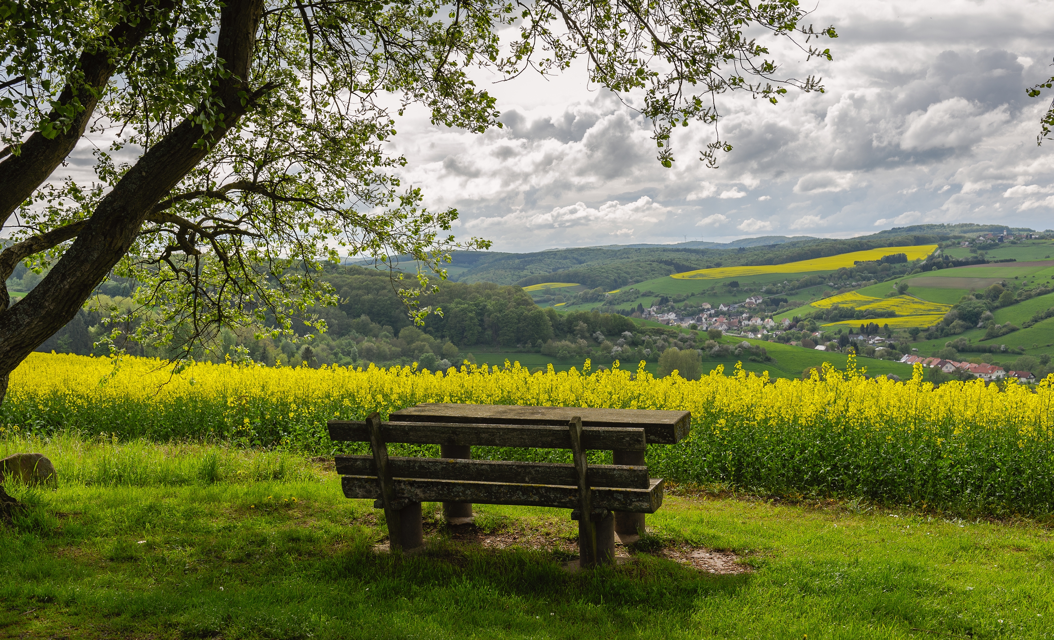 bench, landscape, nature HD wallpaper