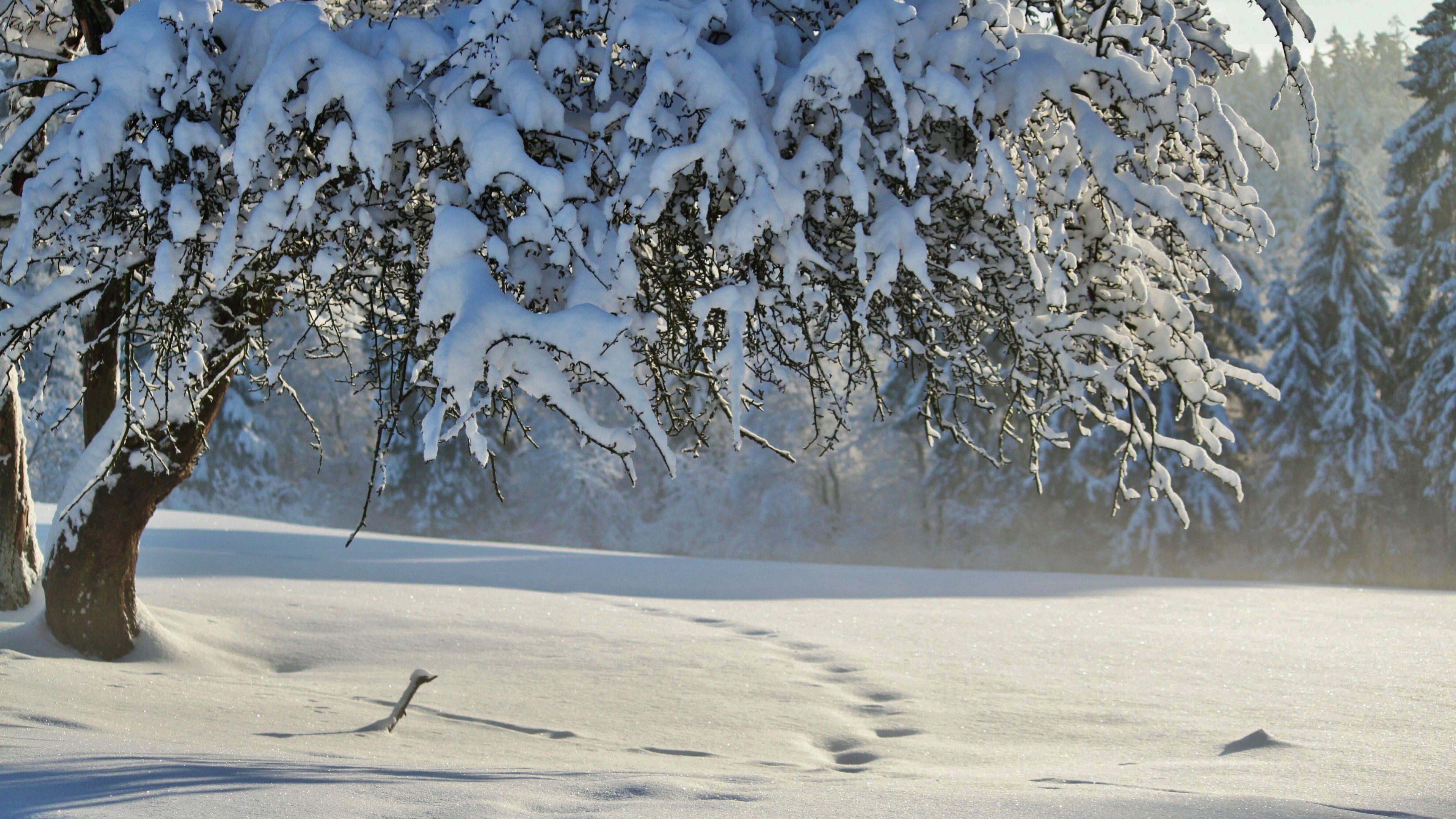 Baixe gratuitamente a imagem Inverno, Neve, Árvore, Terra/natureza na área de trabalho do seu PC