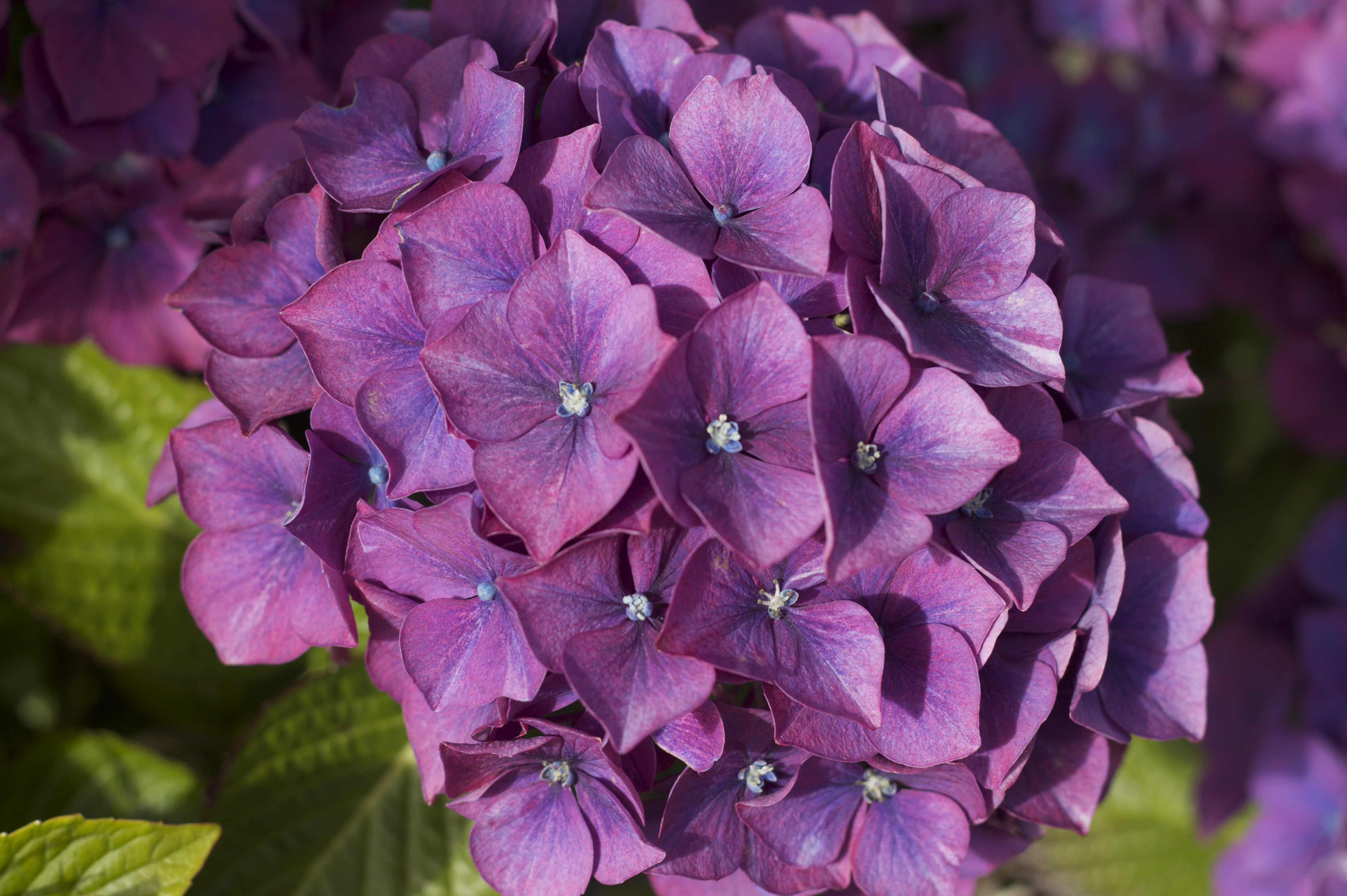 Descarga gratuita de fondo de pantalla para móvil de Flores, Flor, Hortensia, Flor Purpura, Tierra/naturaleza.