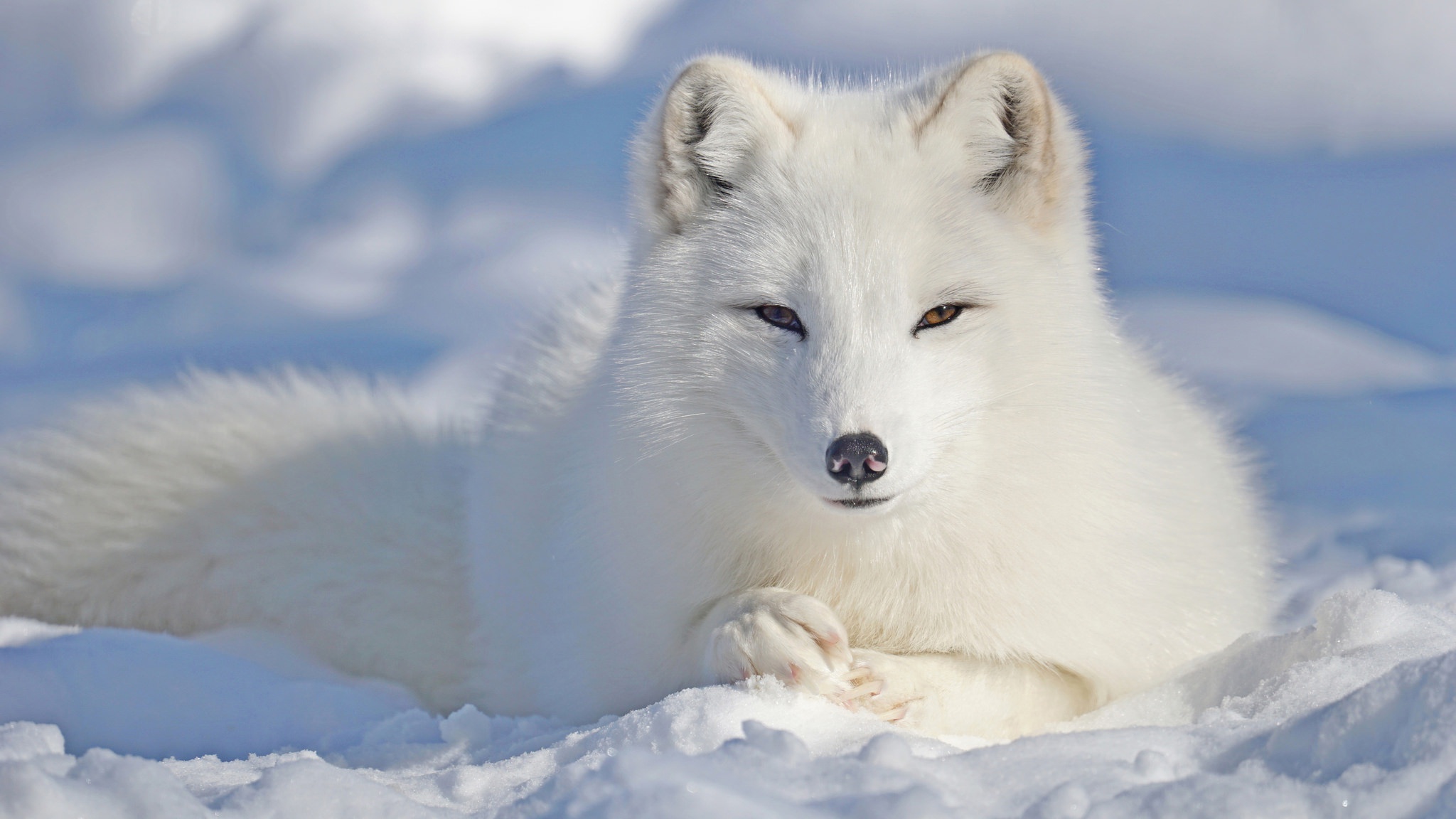 Laden Sie das Tiere, Hunde, Schnee, Fuchs, Polarfuchs-Bild kostenlos auf Ihren PC-Desktop herunter