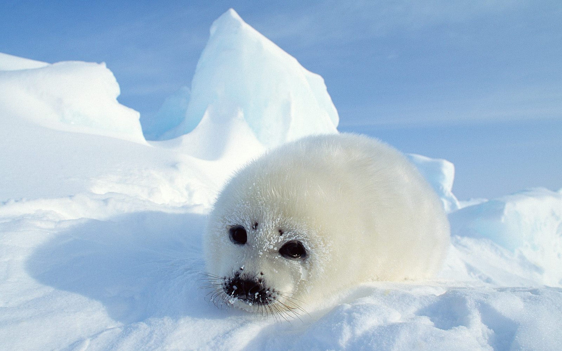 Descarga gratuita de fondo de pantalla para móvil de Animales, Foca.